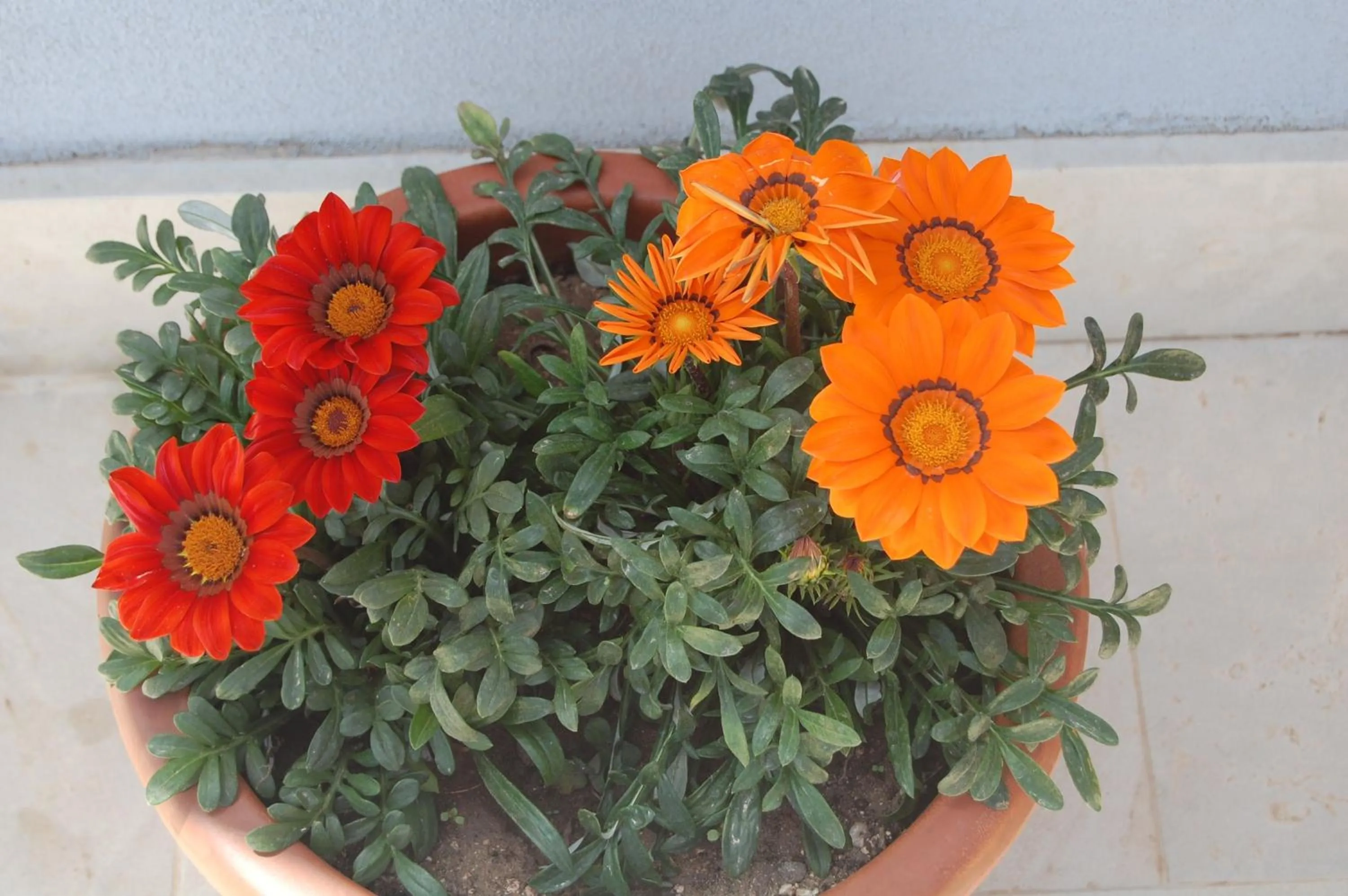 Garden in Terre Iblee Resort