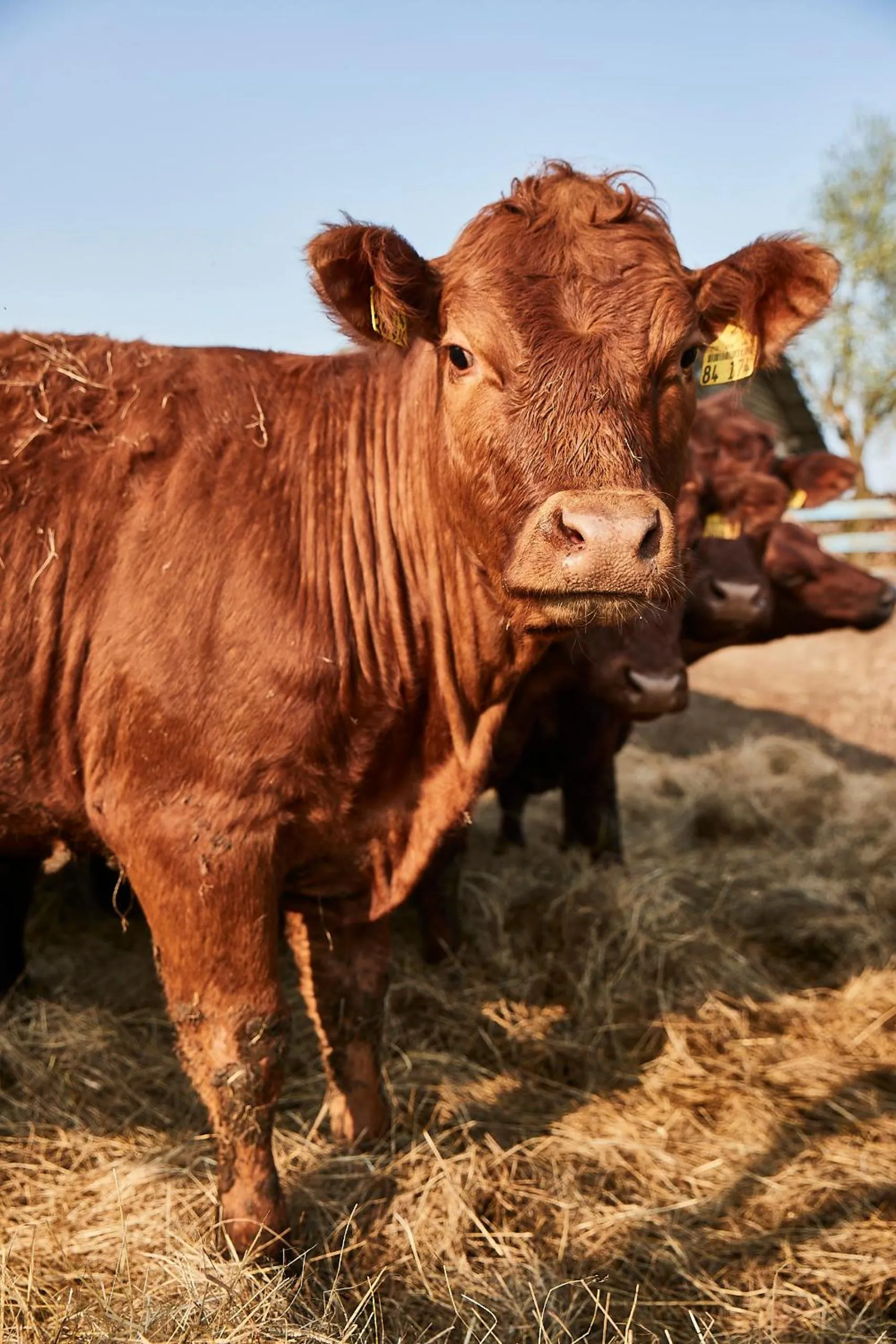 Natural landscape in Hotel Hohenhaus