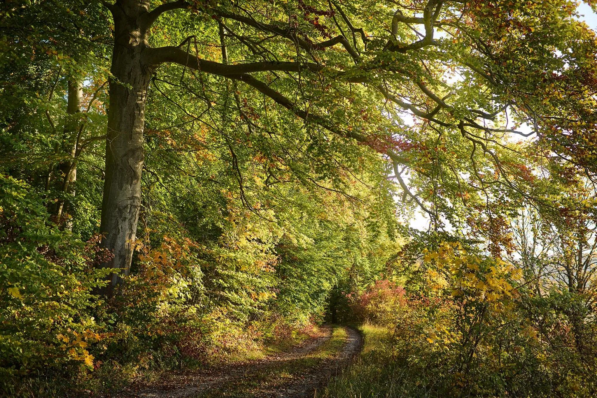Natural landscape in Hotel Hohenhaus
