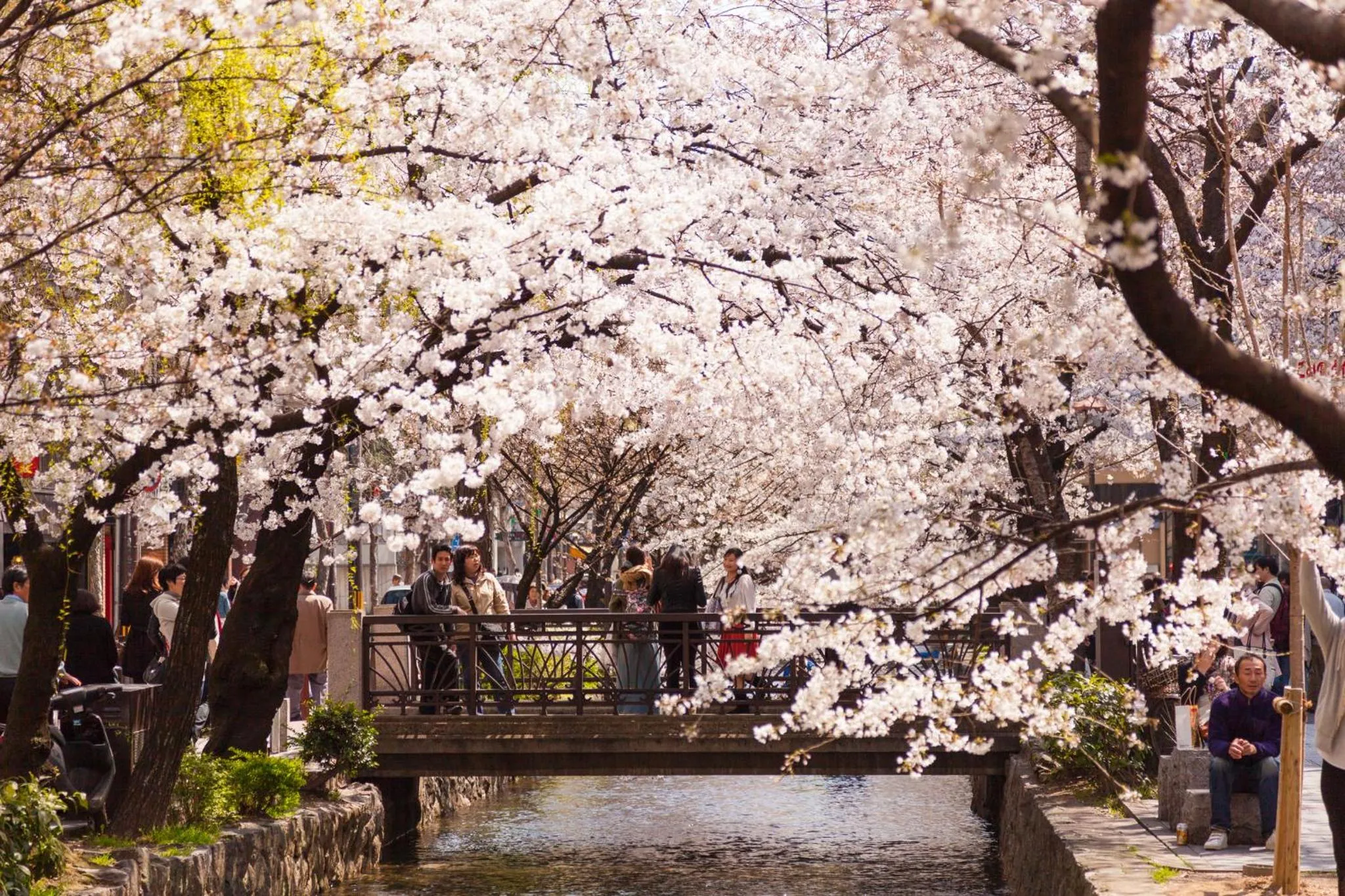 Spring in Kyoto Riverview House Kyoraku