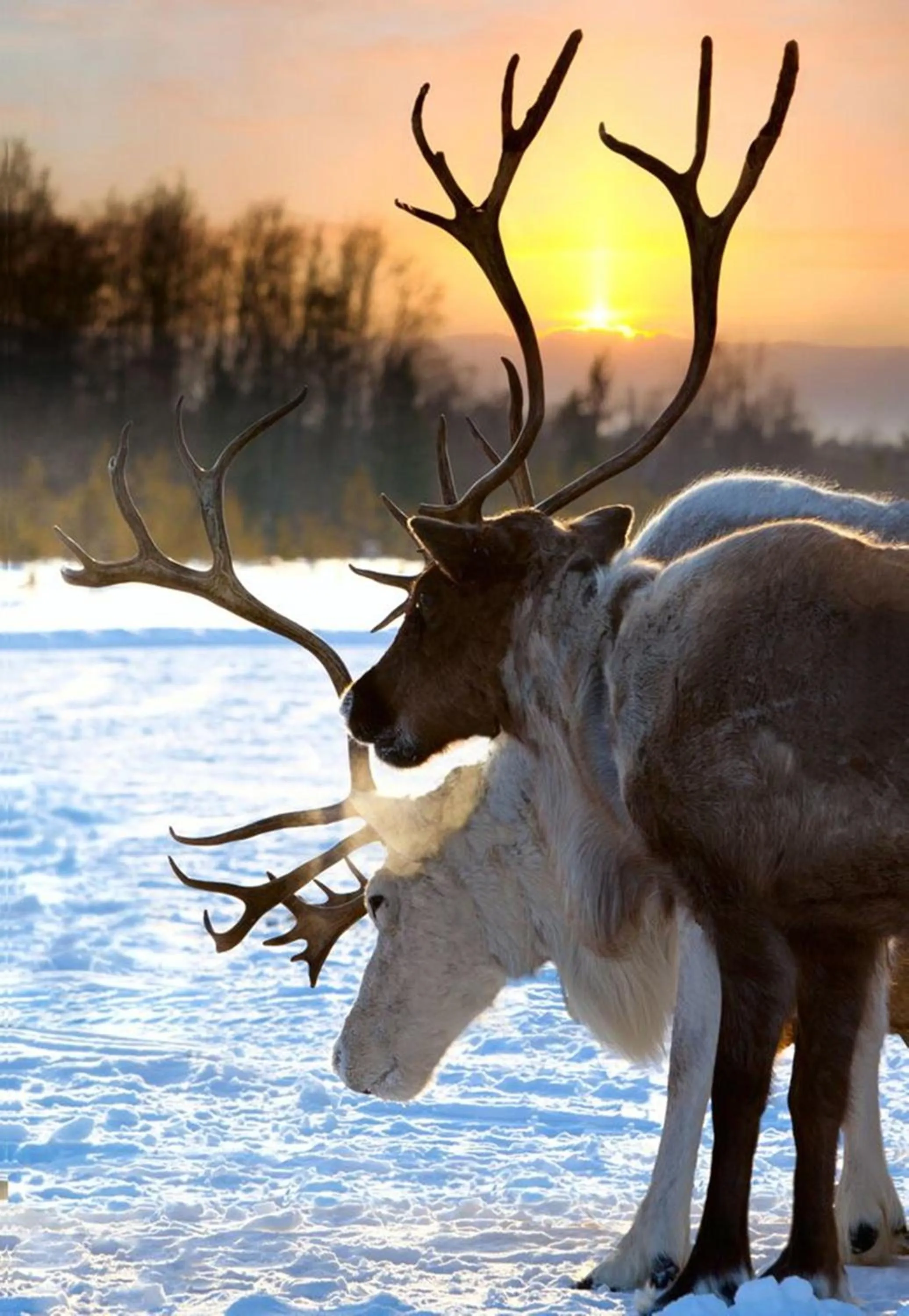 Animals in Hotell Funäsdalen