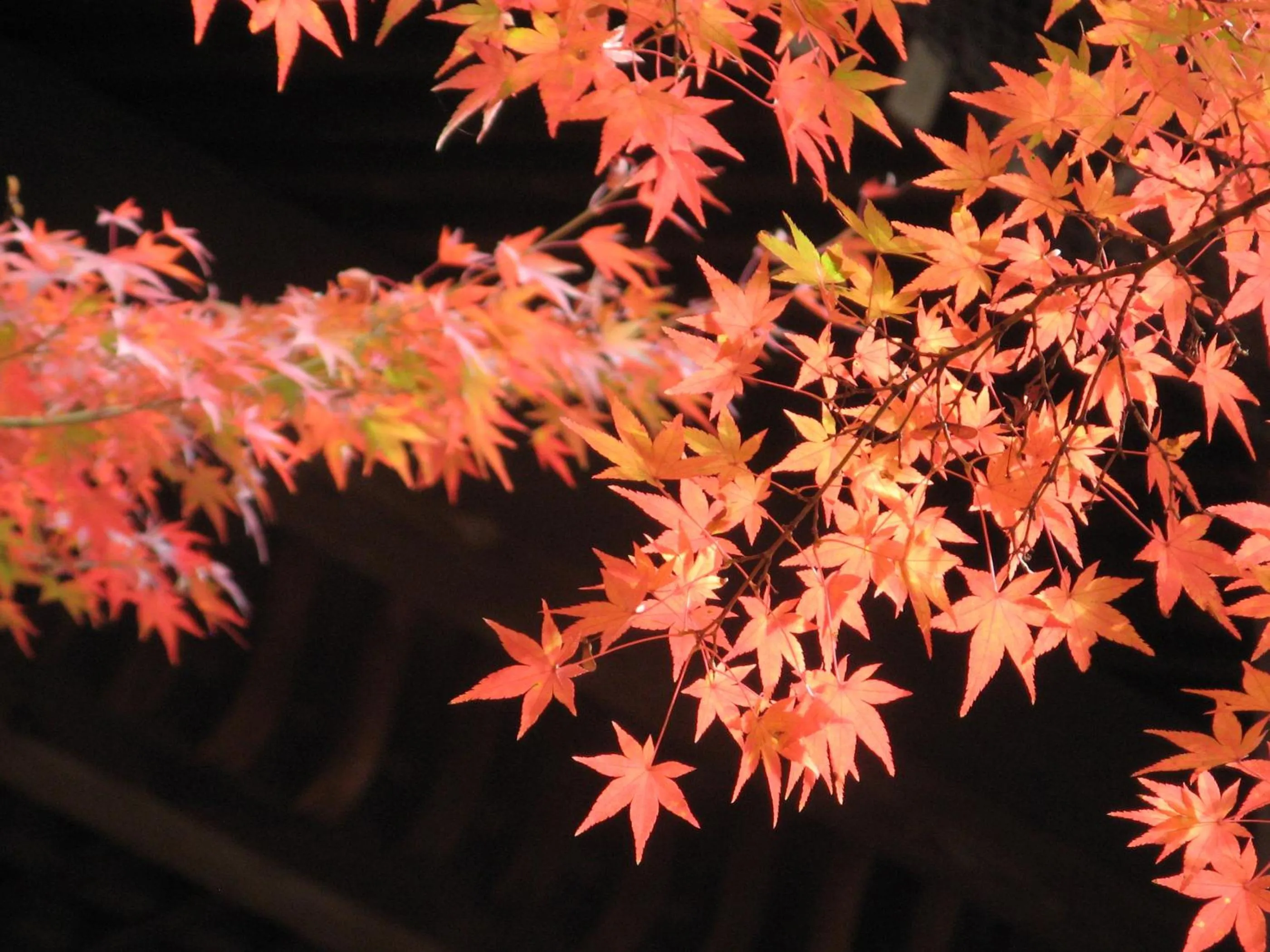 Natural landscape in Heian No Mori Kyoto