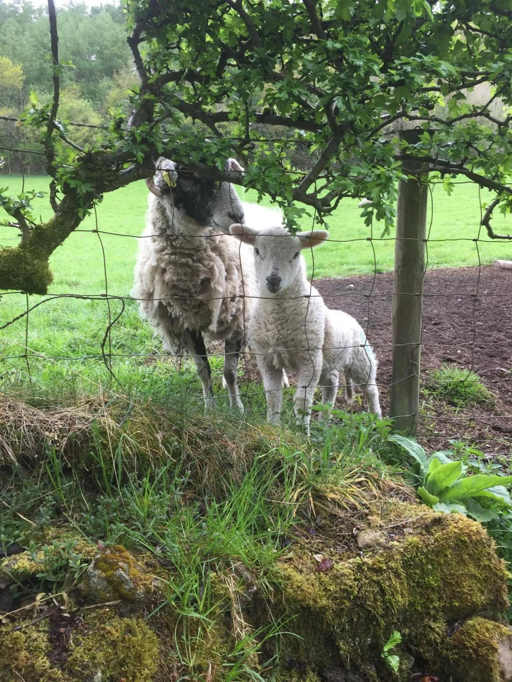 Property building in The Barn Guest House and Tearoom