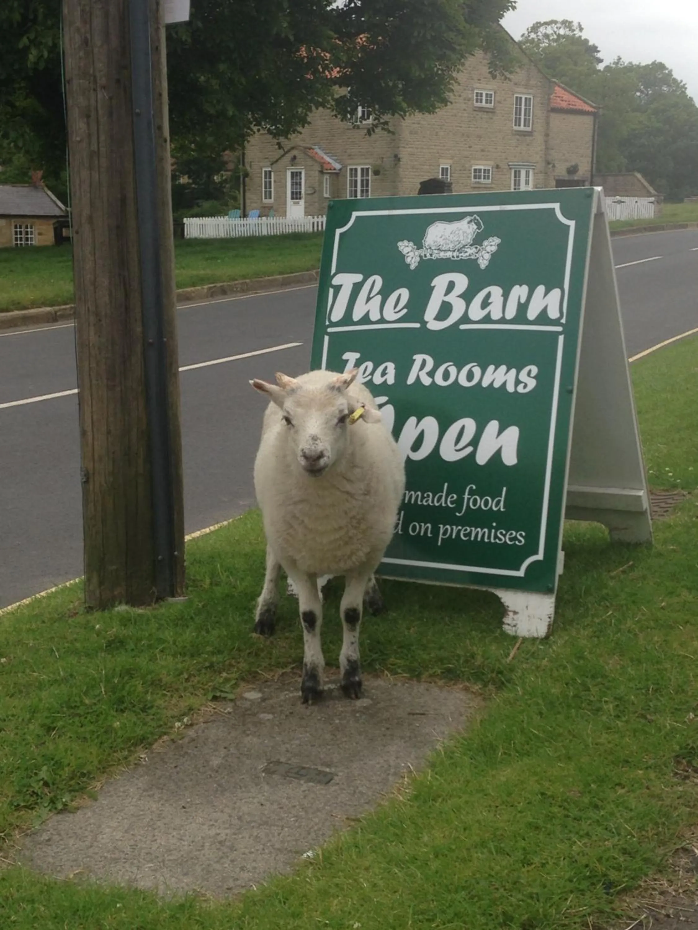 Animals in The Barn Guest House and Tearoom