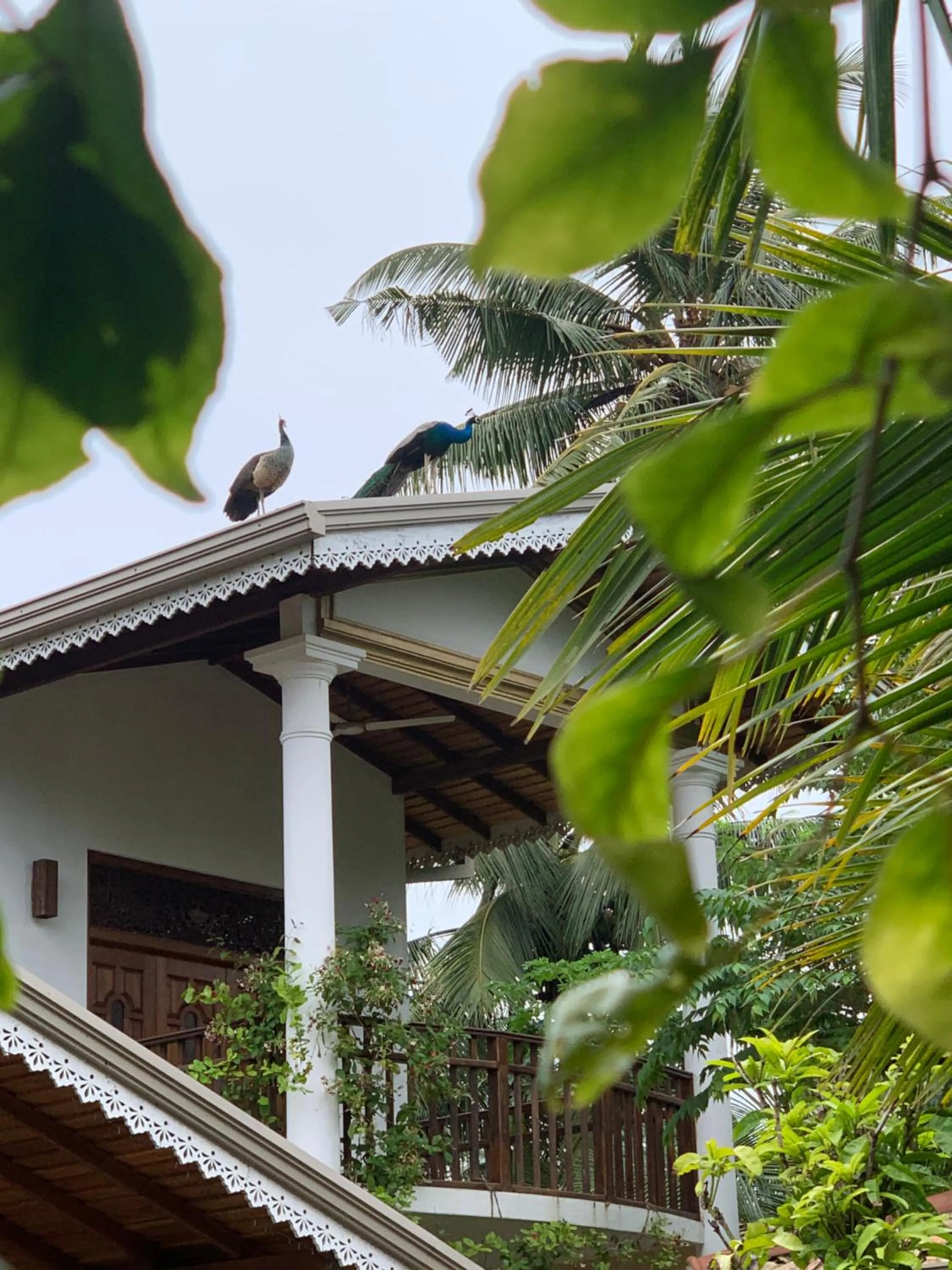 Neli guests house