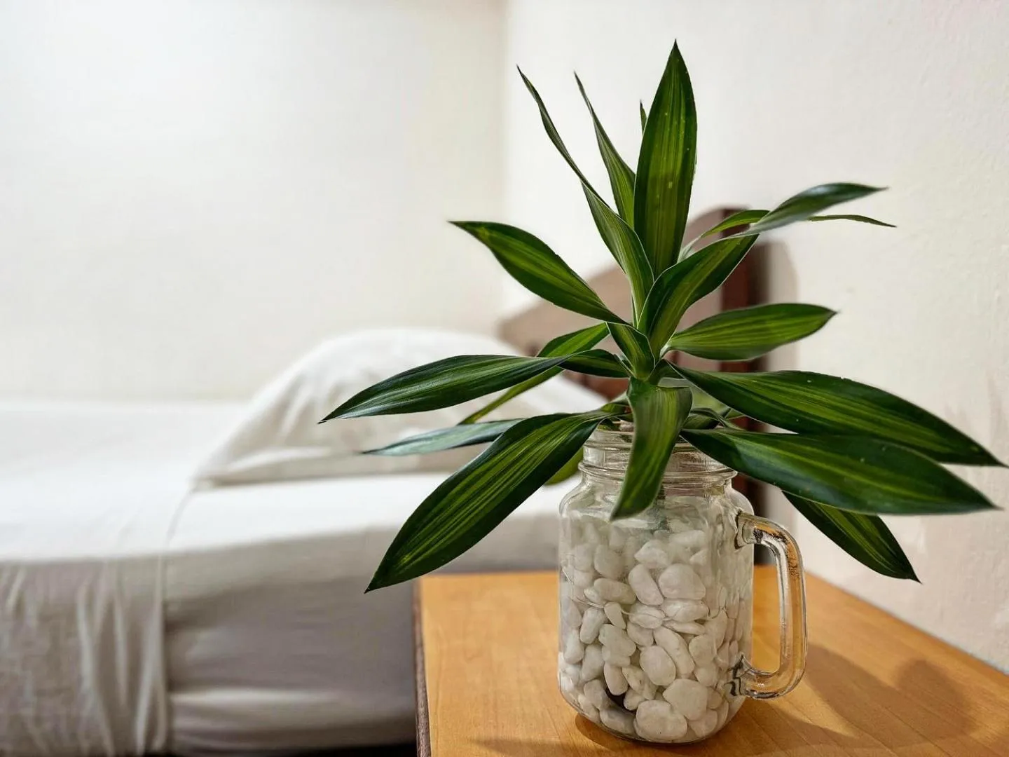 Bed in Town Inn Hotel - Rainforest