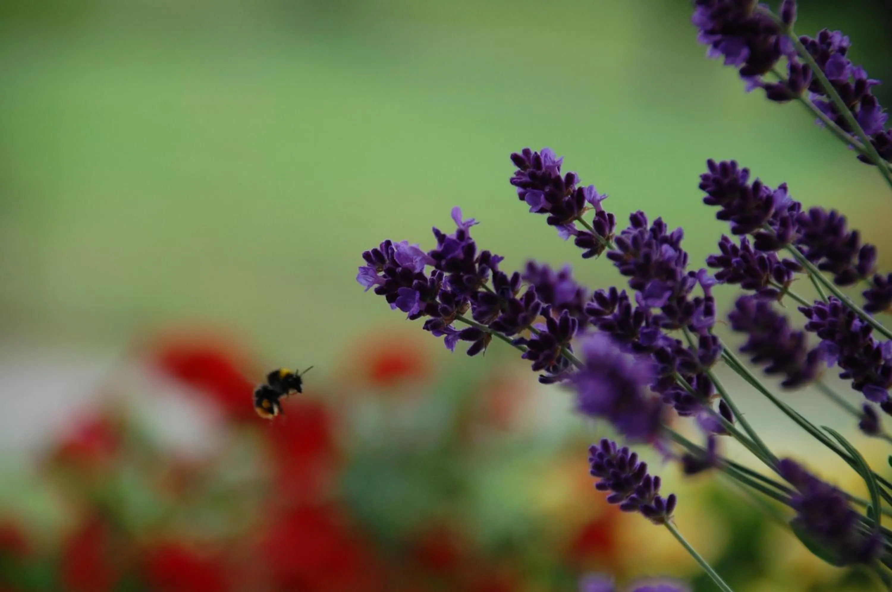 Spring in B&B La Provenzale