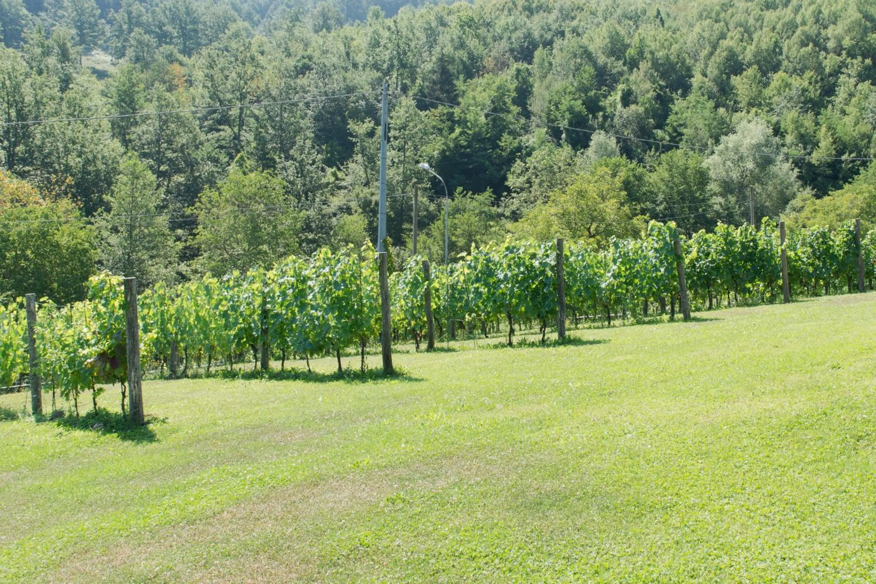 Garden view in B&B La Provenzale