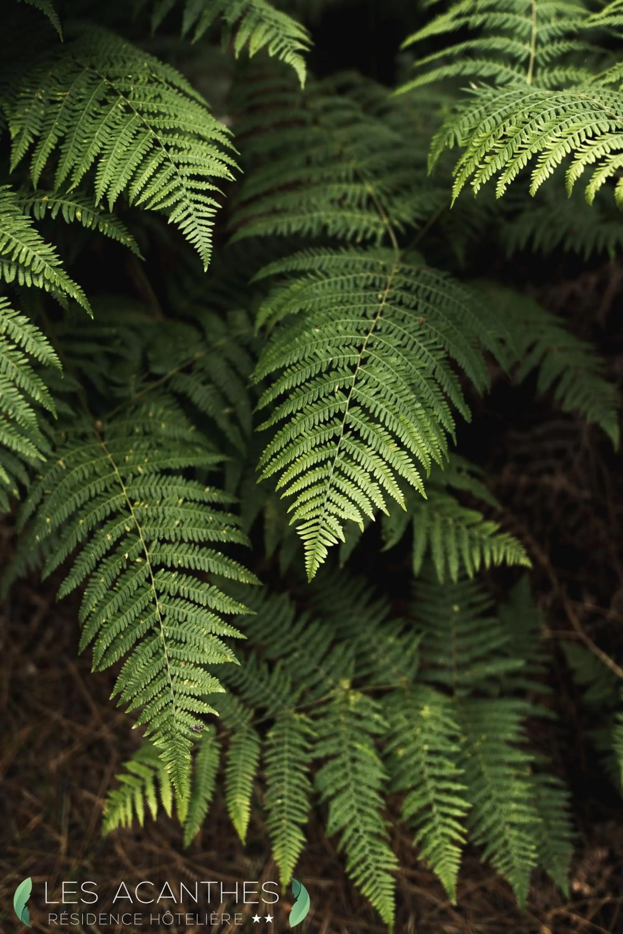 Garden in Résidence Hôtelière les Acanthes