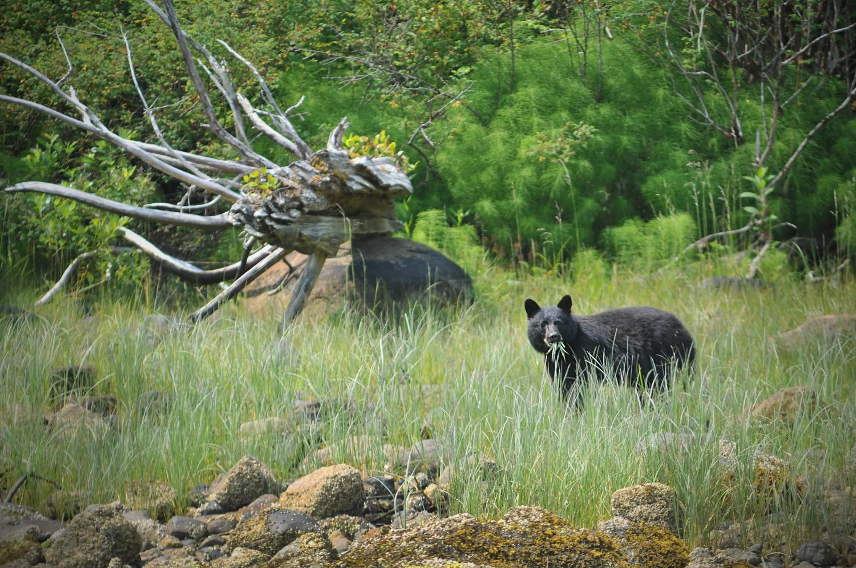 Other in Canadian Princess Lodge & Marina
