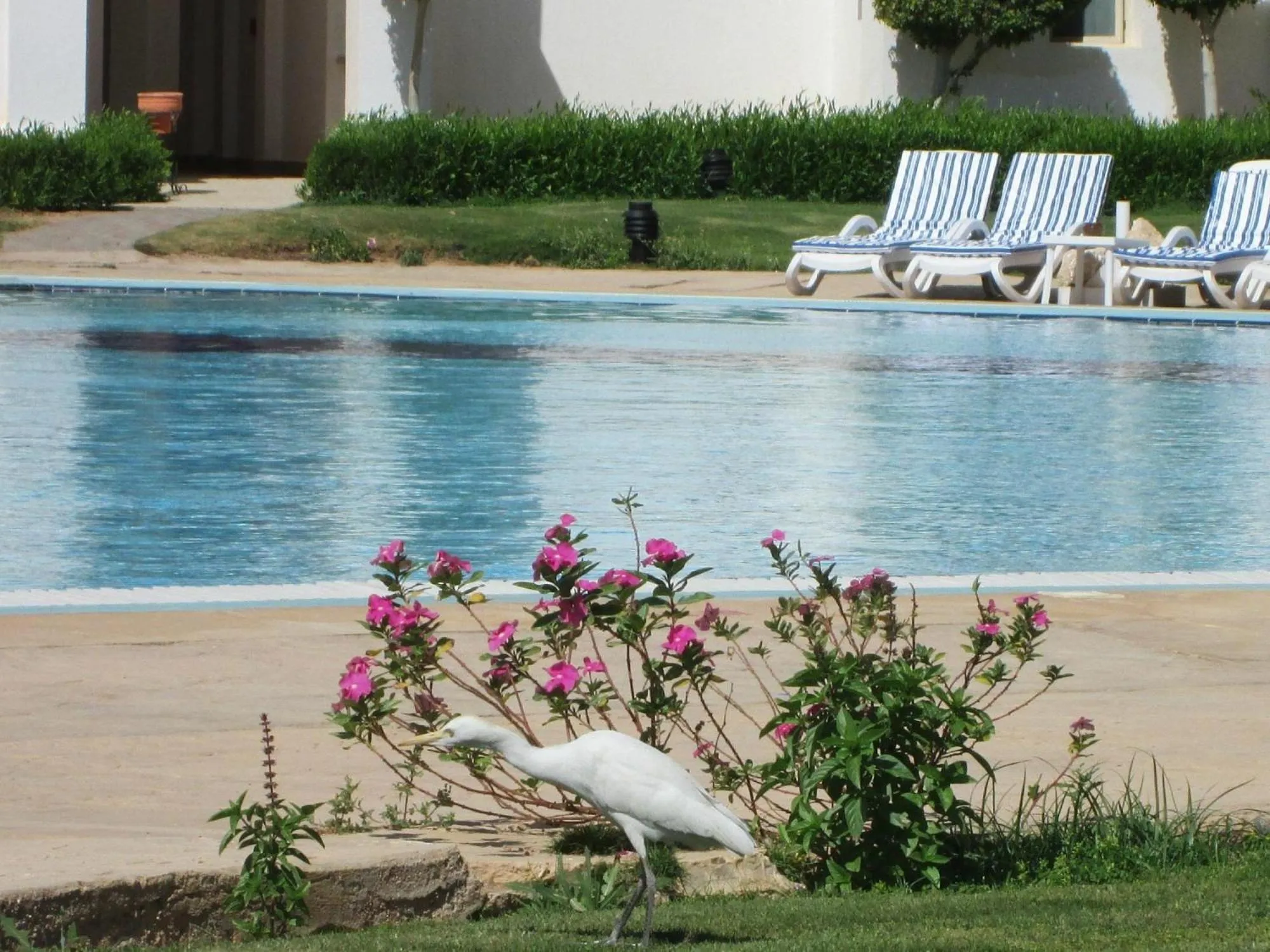 Natural landscape in Continental Plaza Beach Resort