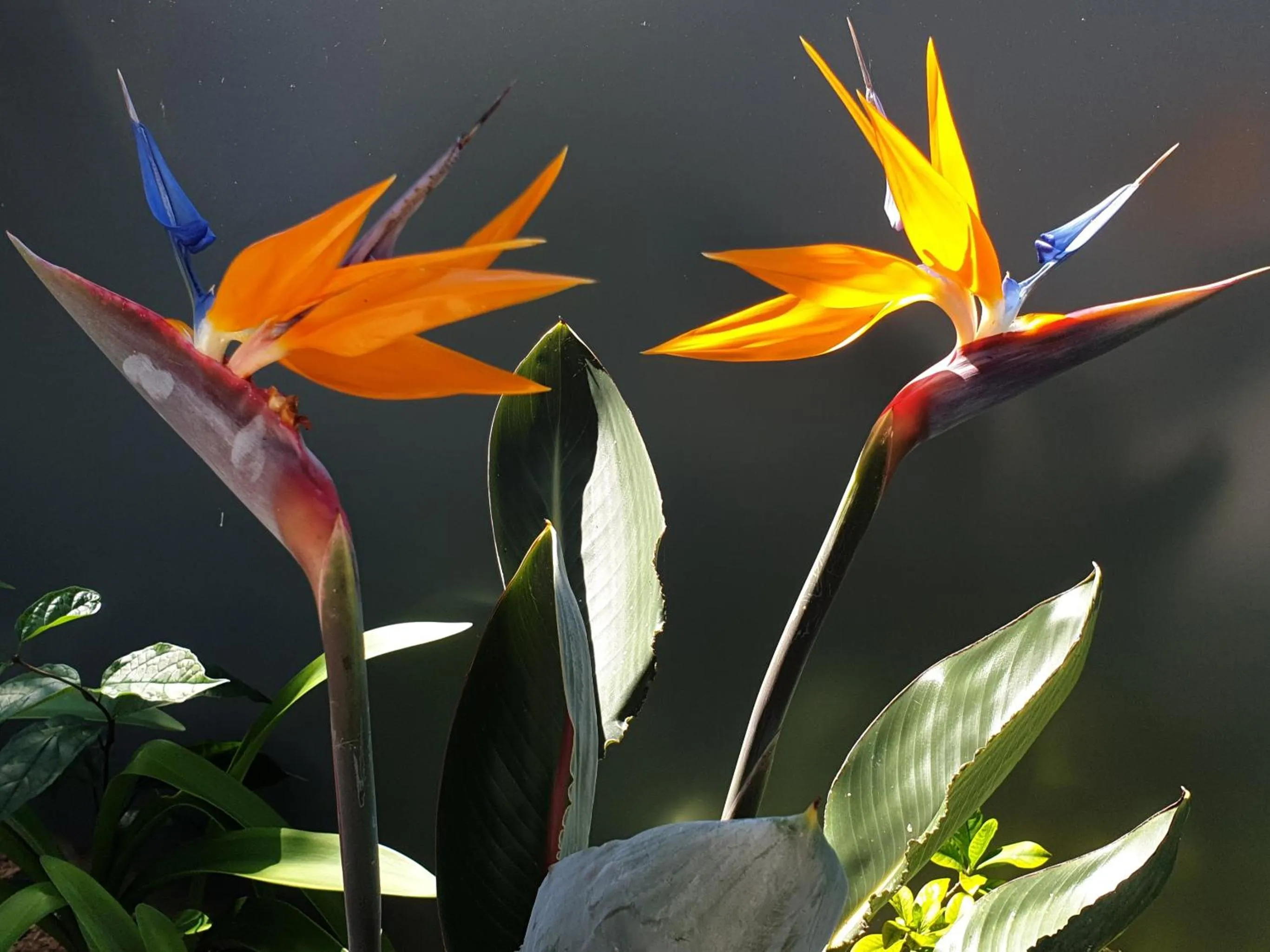 Garden in Les Coeurs d'Amants