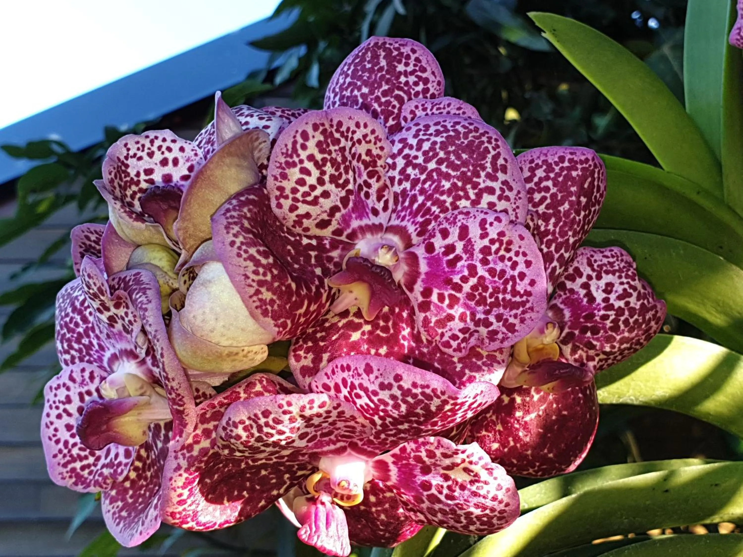 Garden in Les Coeurs d'Amants