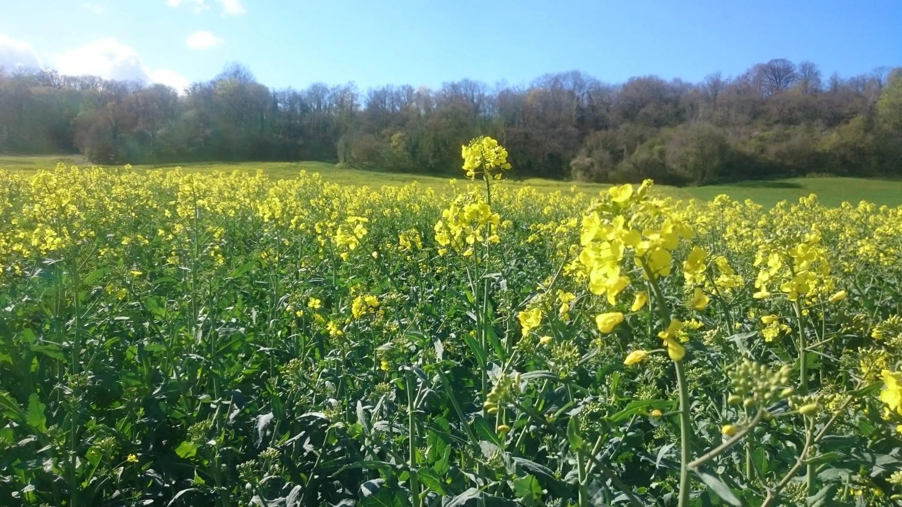 Natural landscape in Le Moulin De Laval