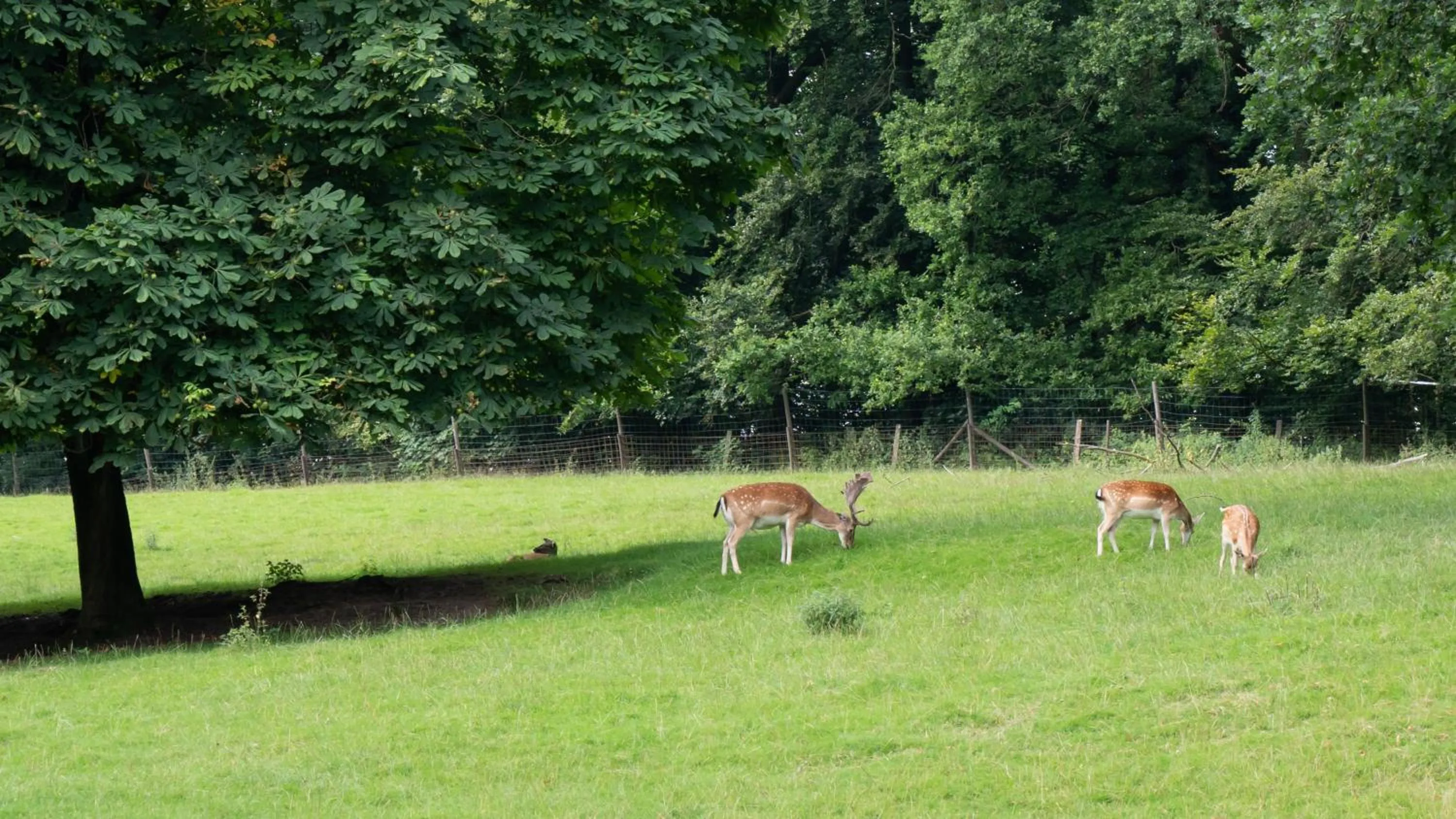 View (from property/room) in Waldhotel Felsenkeller