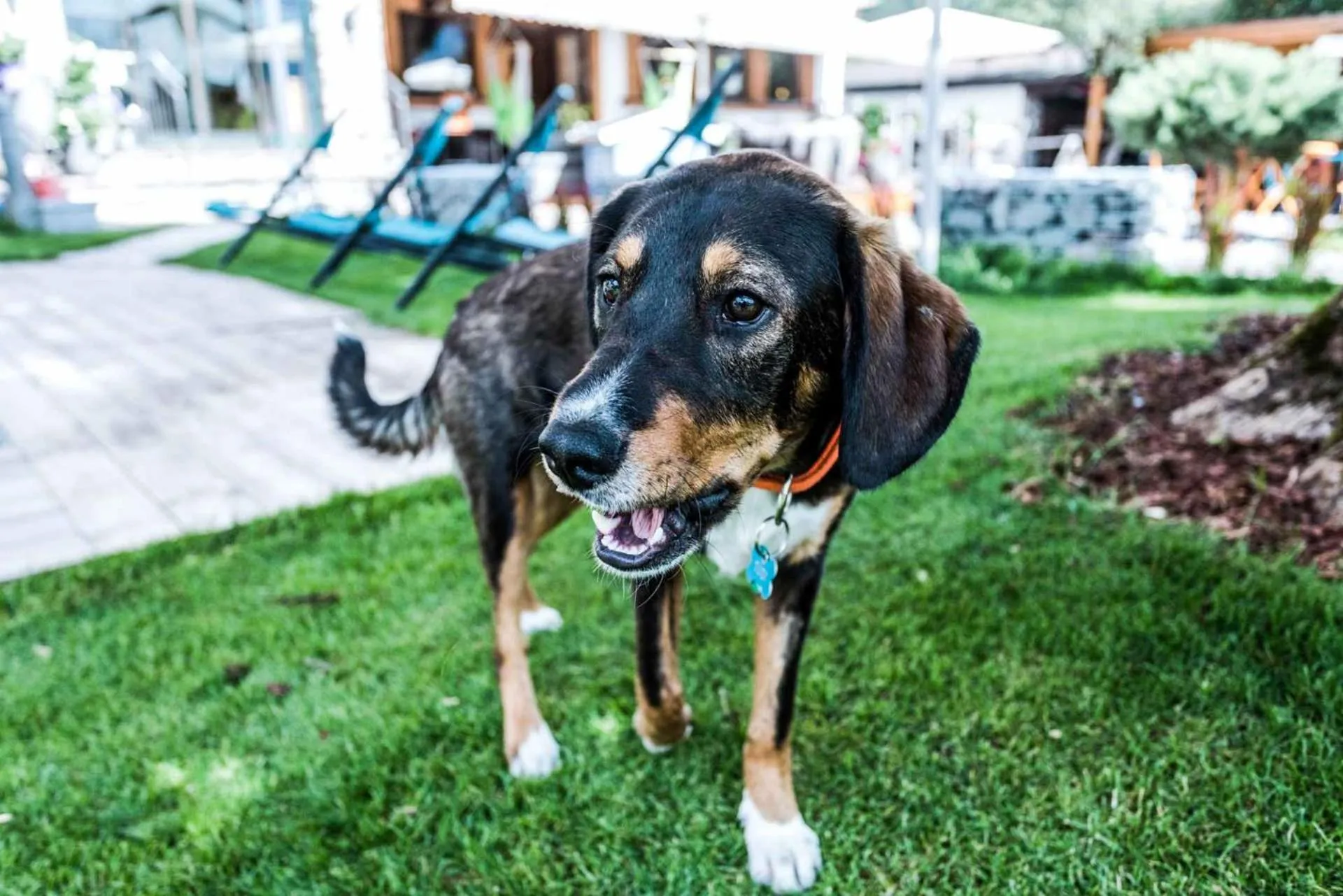 Summer in ALPENHOTEL TYROL - B&B - ADULTS ONLY - Alpines Lifestylehotel - BIO & Nachhaltig