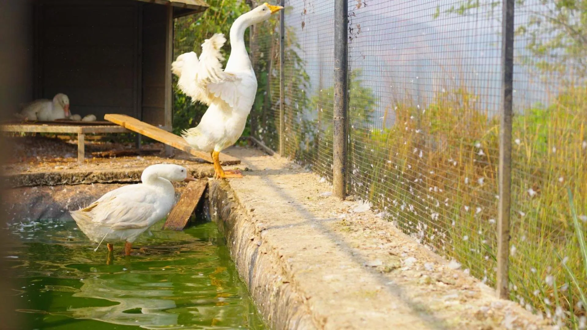 Activities in Theeram Agro Farm Hill Resort Pool Villa Vagamon
