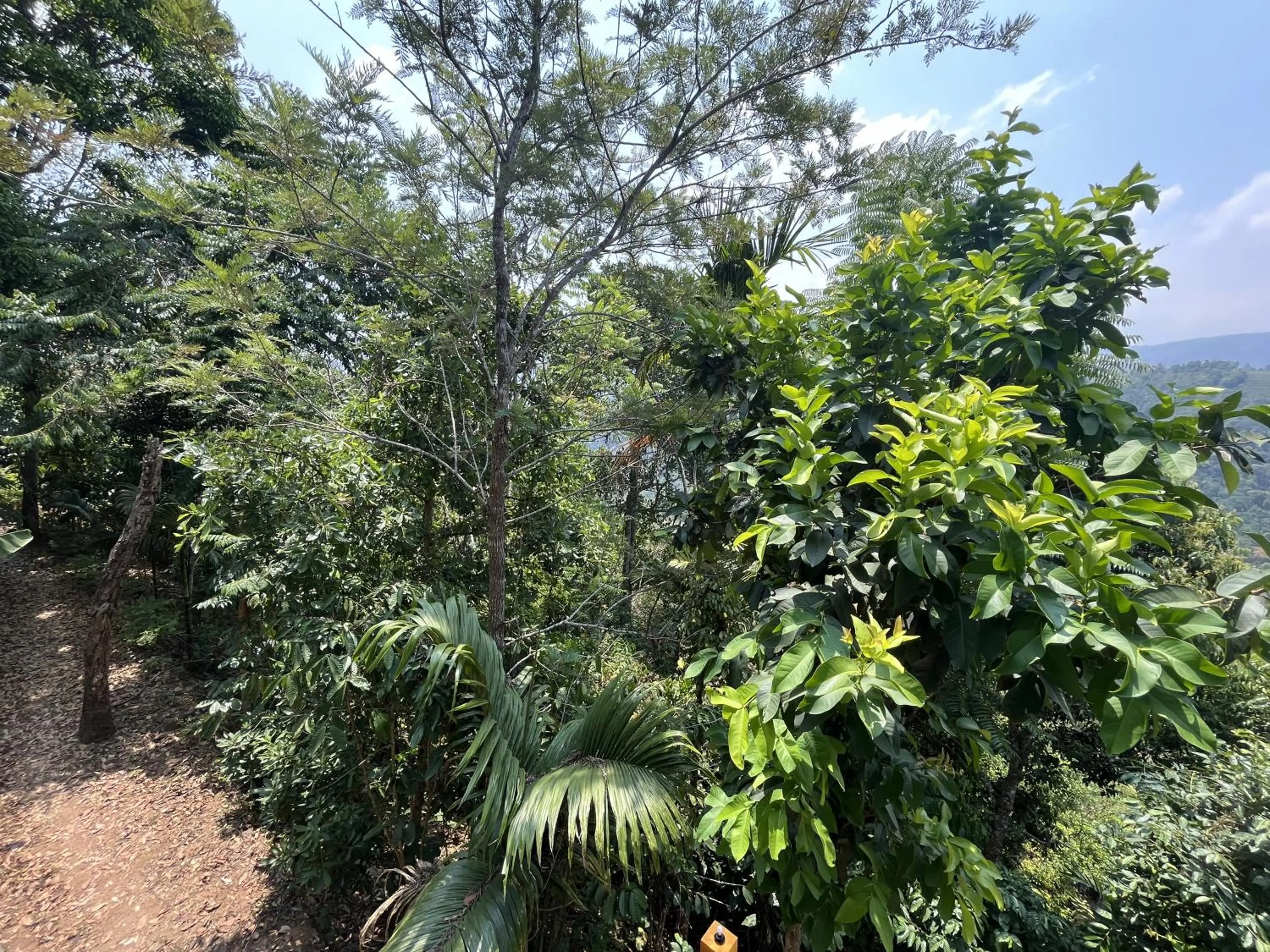 Theeram Agro Farm Hill Resort Pool Villa Vagamon