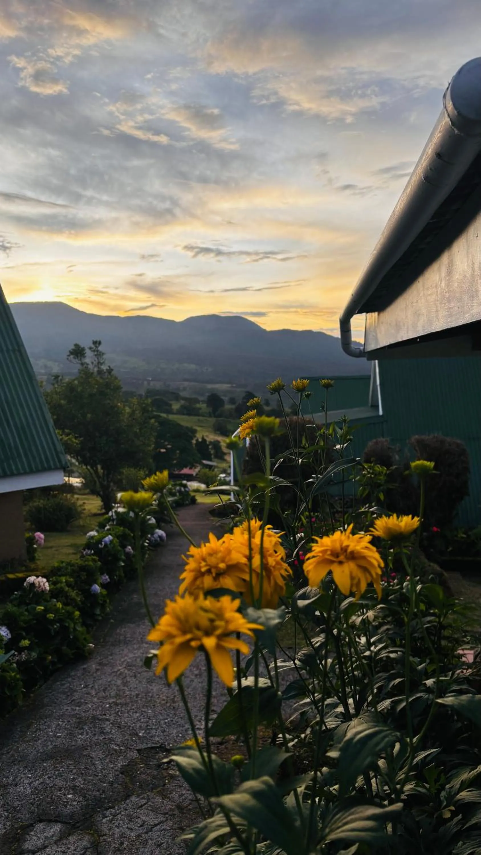 Hortensias Chalets Vara blanca
