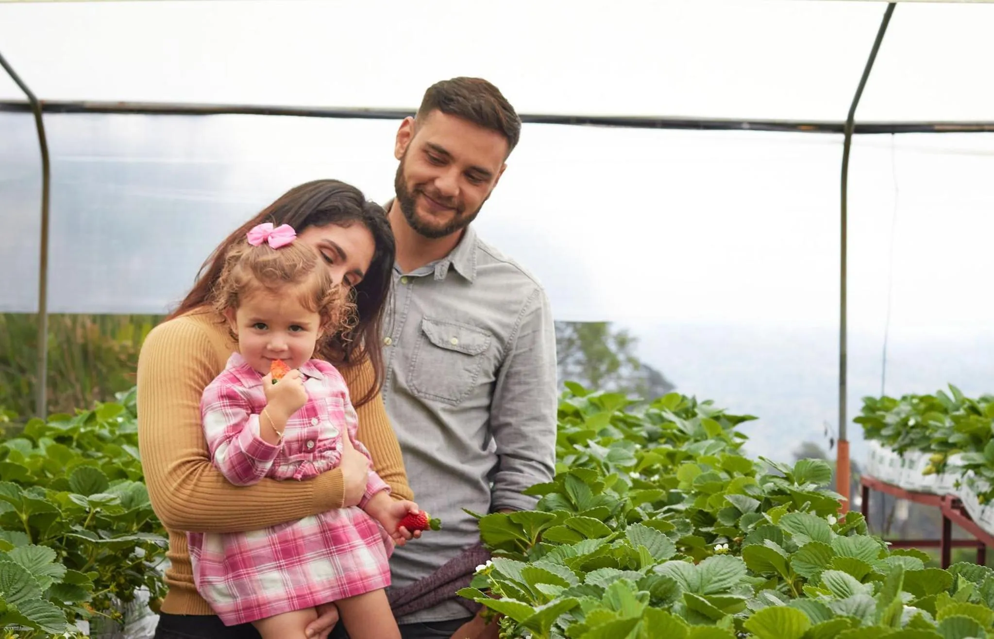 Hortensias Chalets Vara blanca