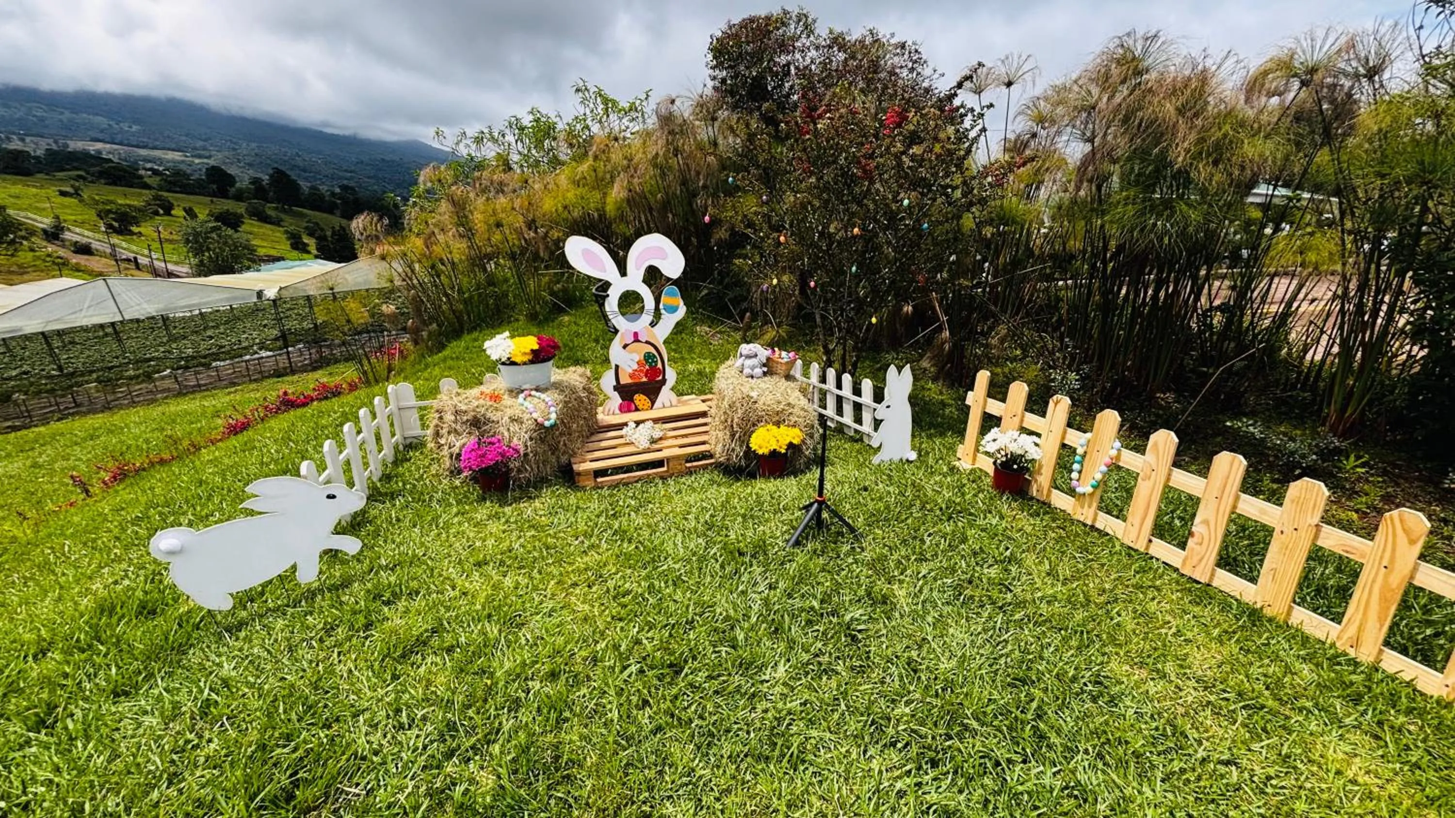 Hortensias Chalets Vara blanca