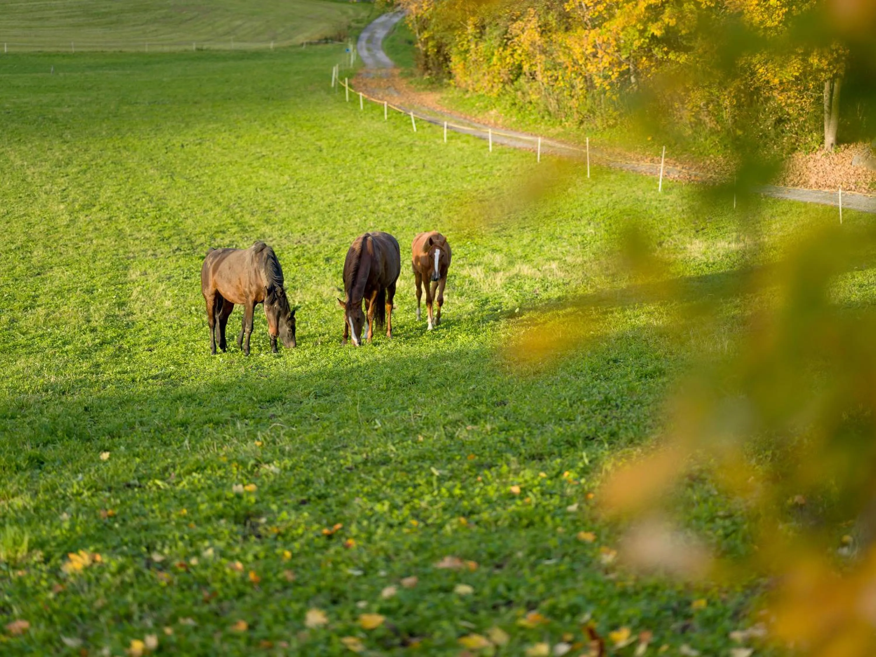 Animals in Hotel Der Wastlhof - direkt an der Skipiste Wellness & Spa