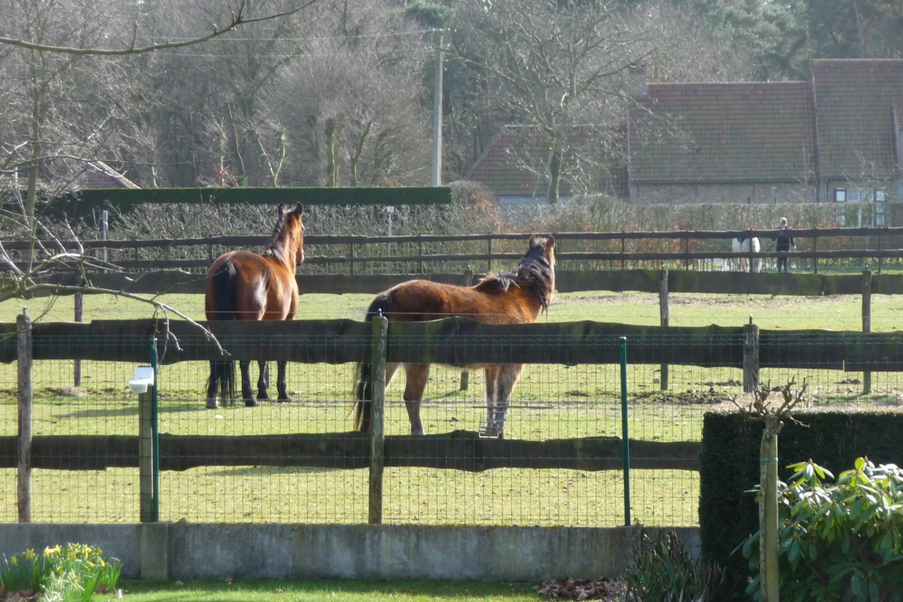 Animals in B&B Riche Terre
