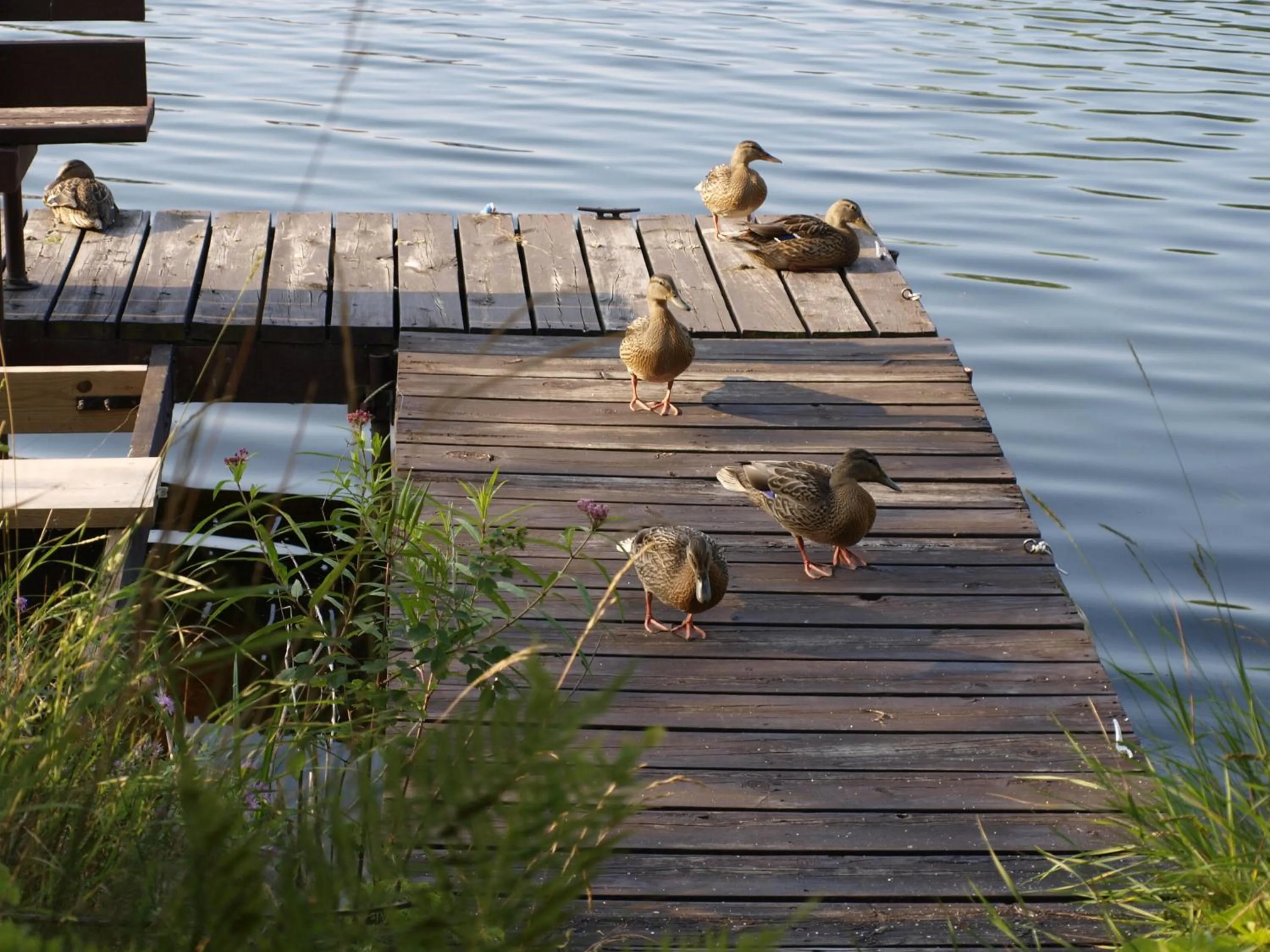 Animals in Riverside Motel