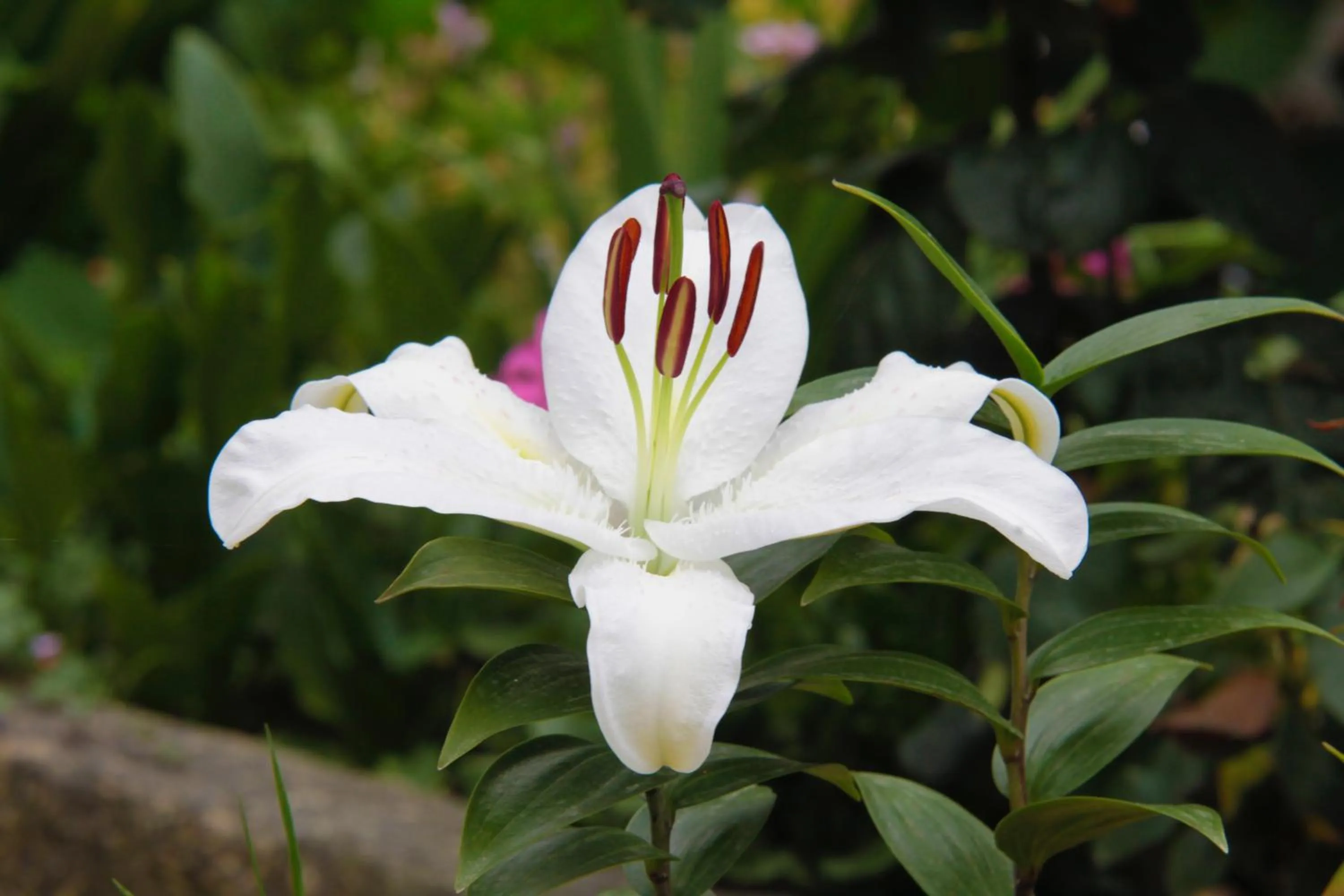 Property building in Il était une fois à l'Ouest "Lamballe-Armor"