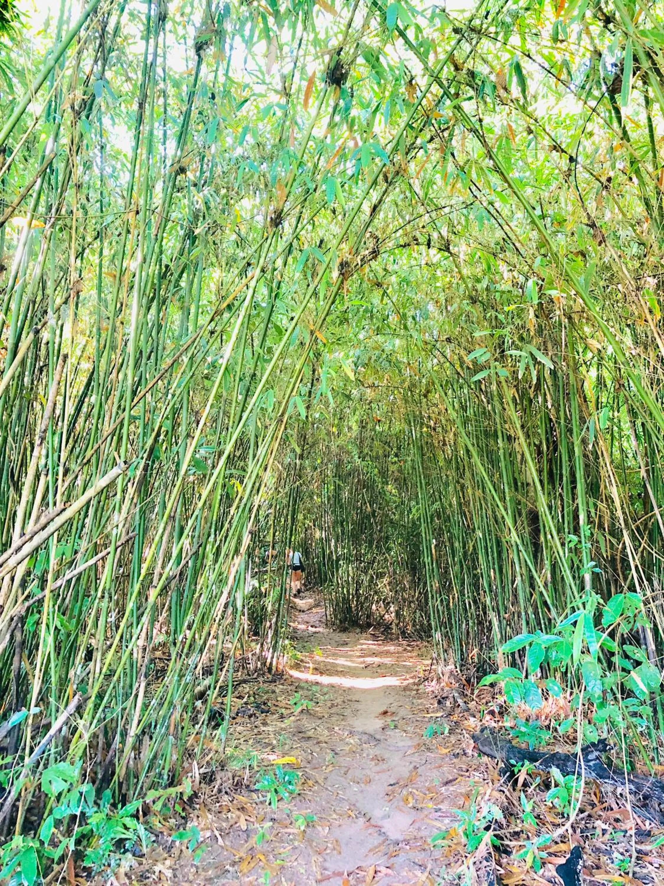 Mount Avangan Eco Adventure Park