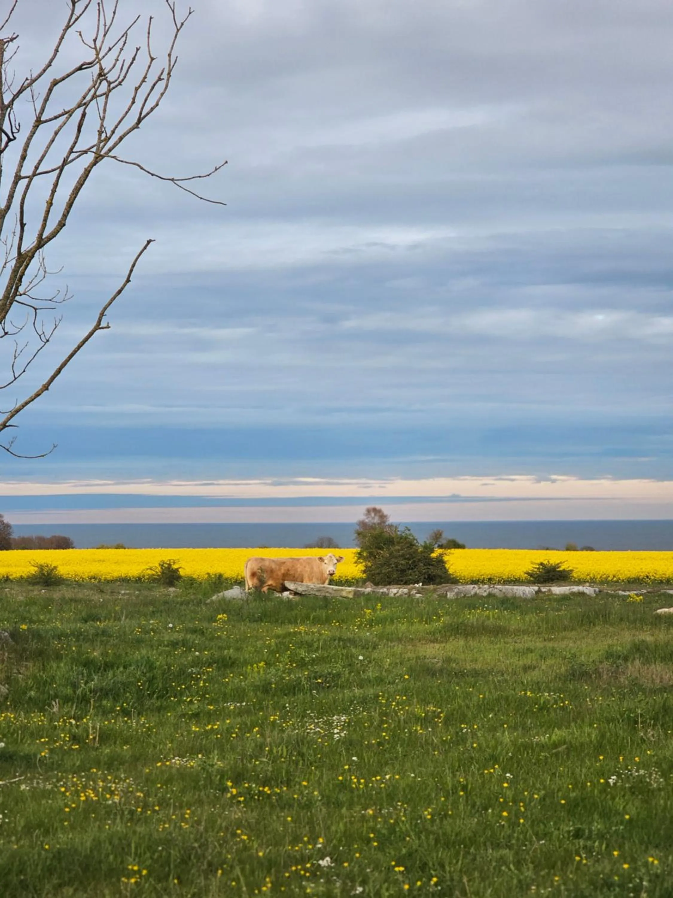 View (from property/room) in Sköllengården