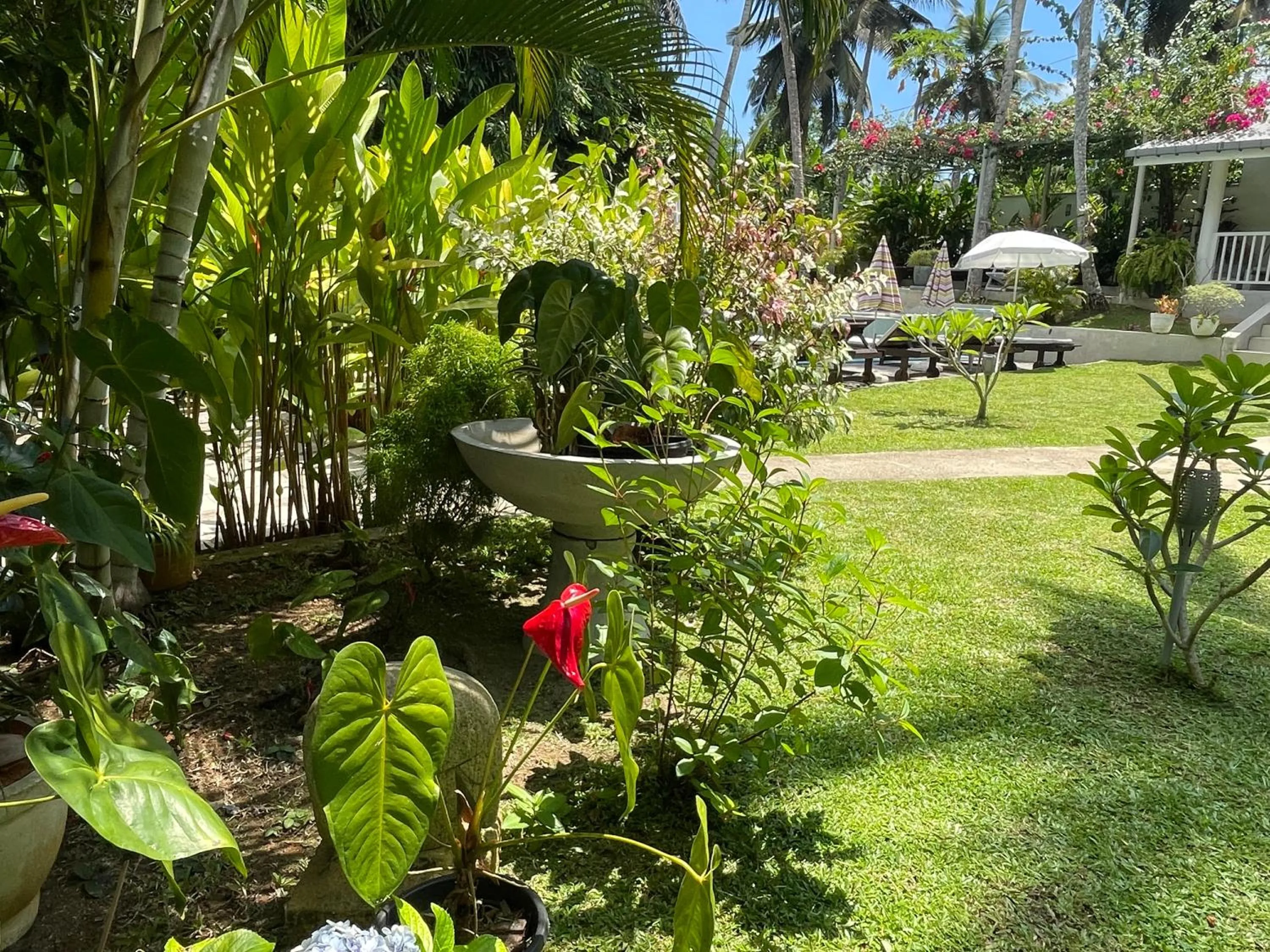 Garden view in Plantation House