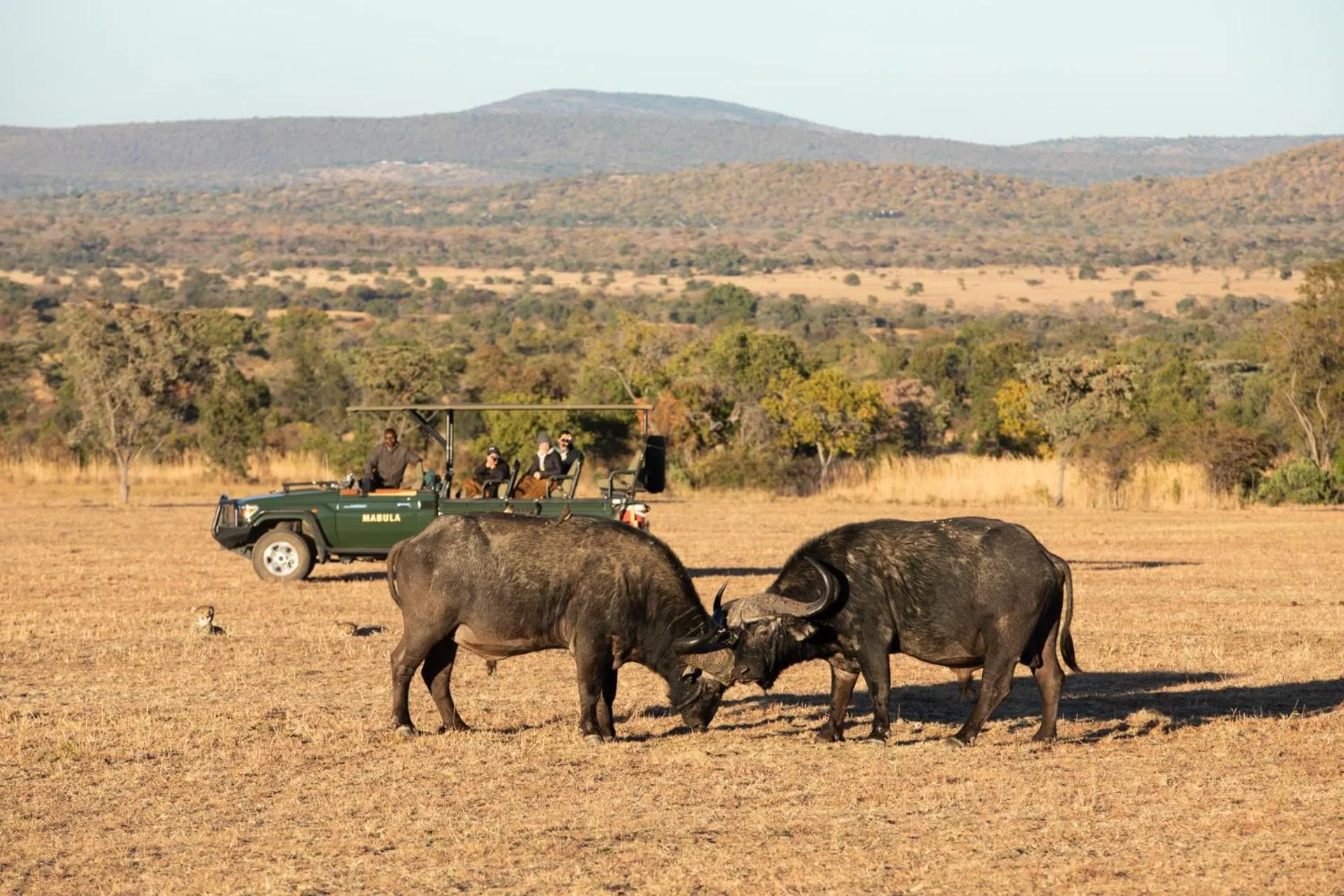 Activities in Mabula Game Lodge