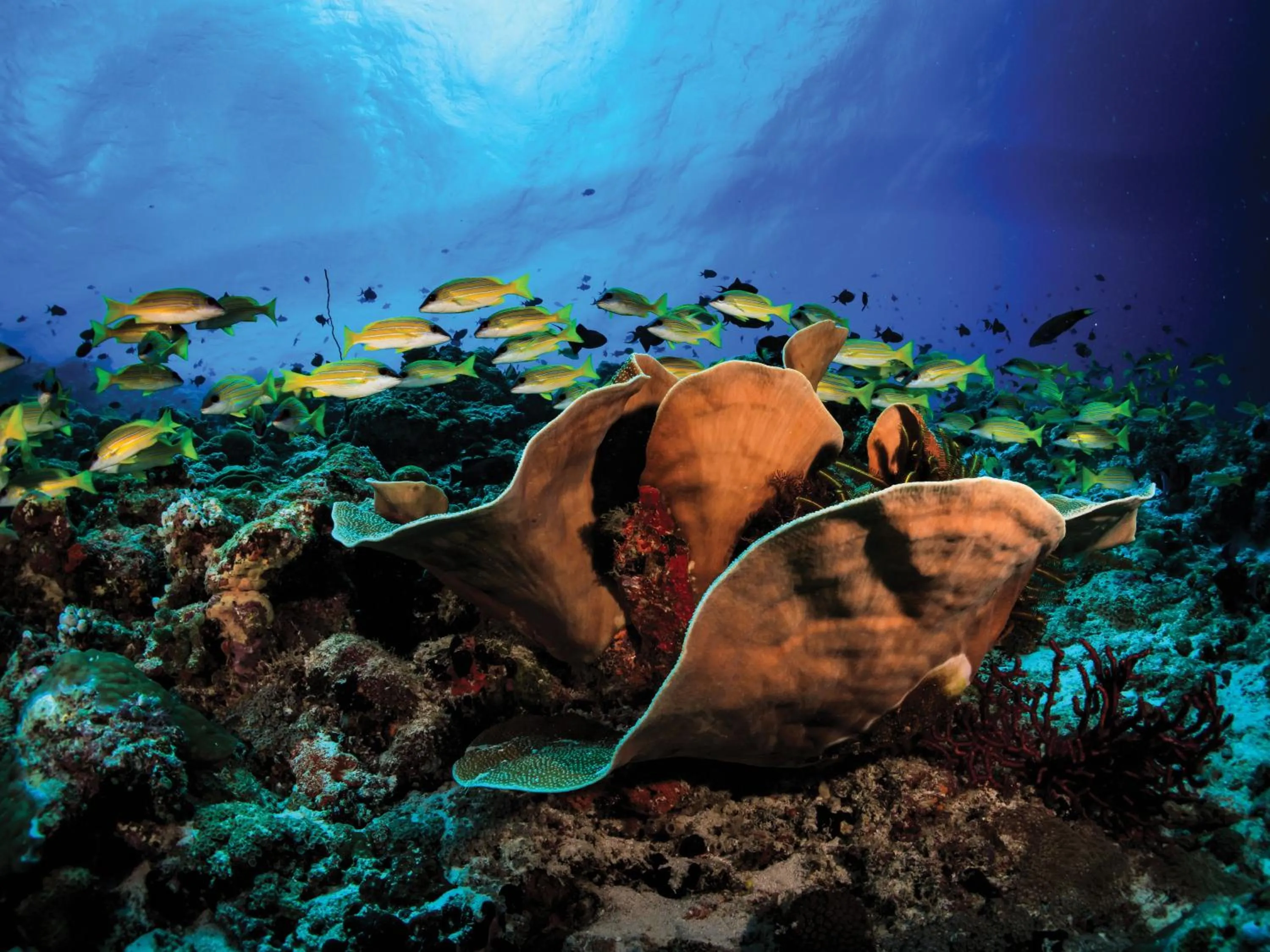 Activities in OBLU SELECT Sangeli - Premium All Inclusive with Free Transfers