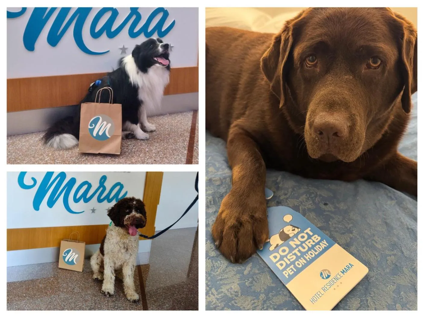 Animals in Hotel Residence Mara