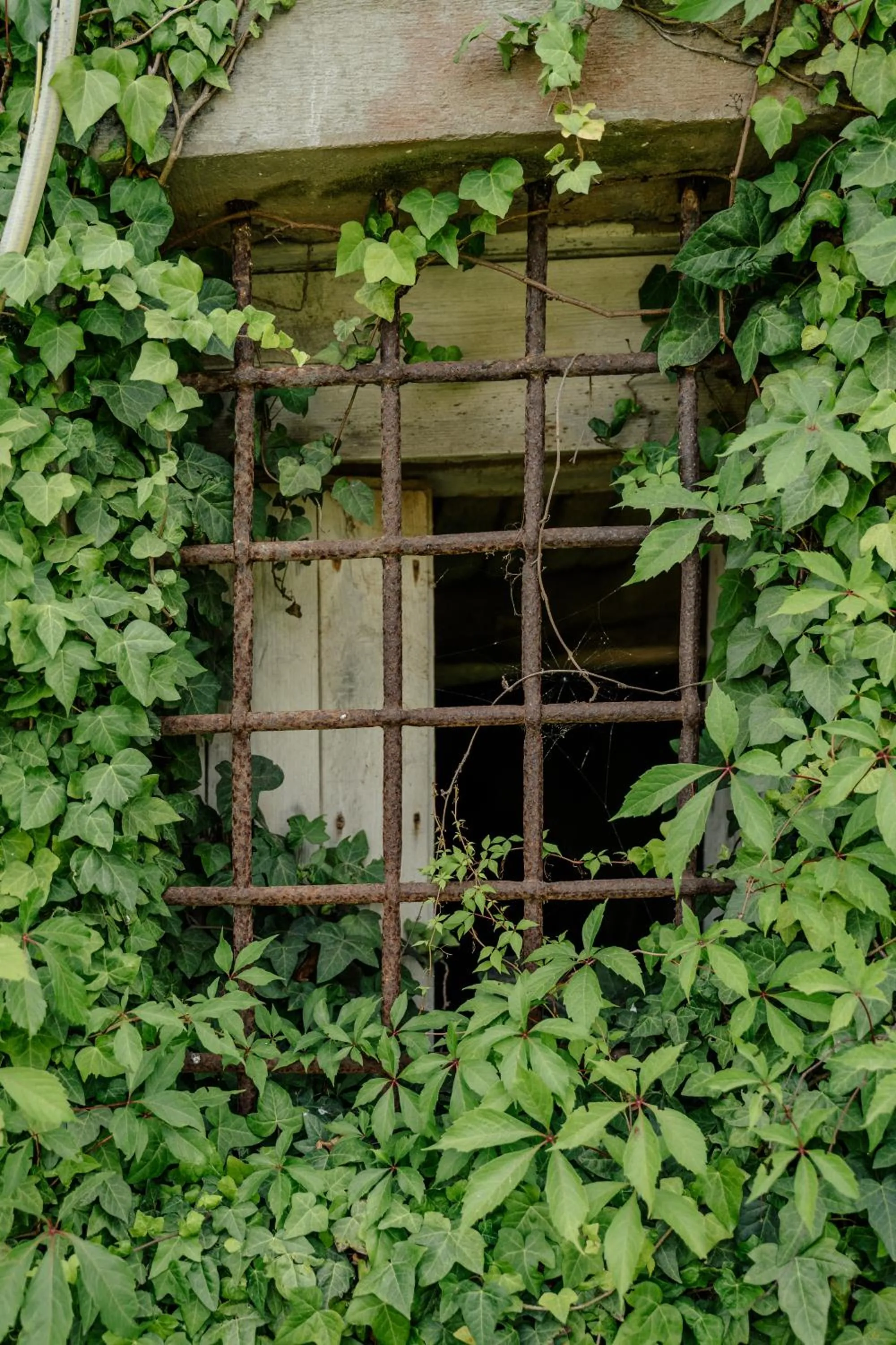 Garden in Palazzo Mazziotti