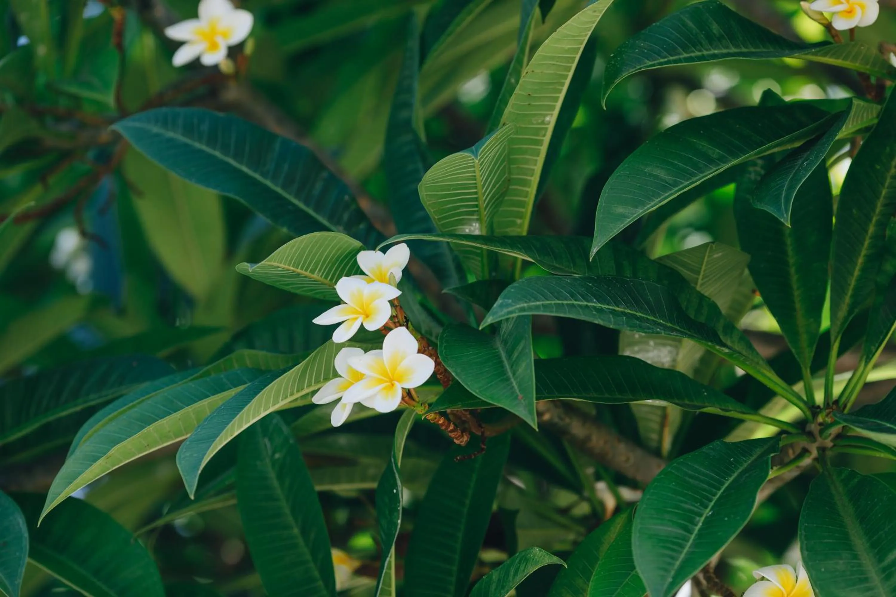Garden in White Grass Ocean Resort & Spa
