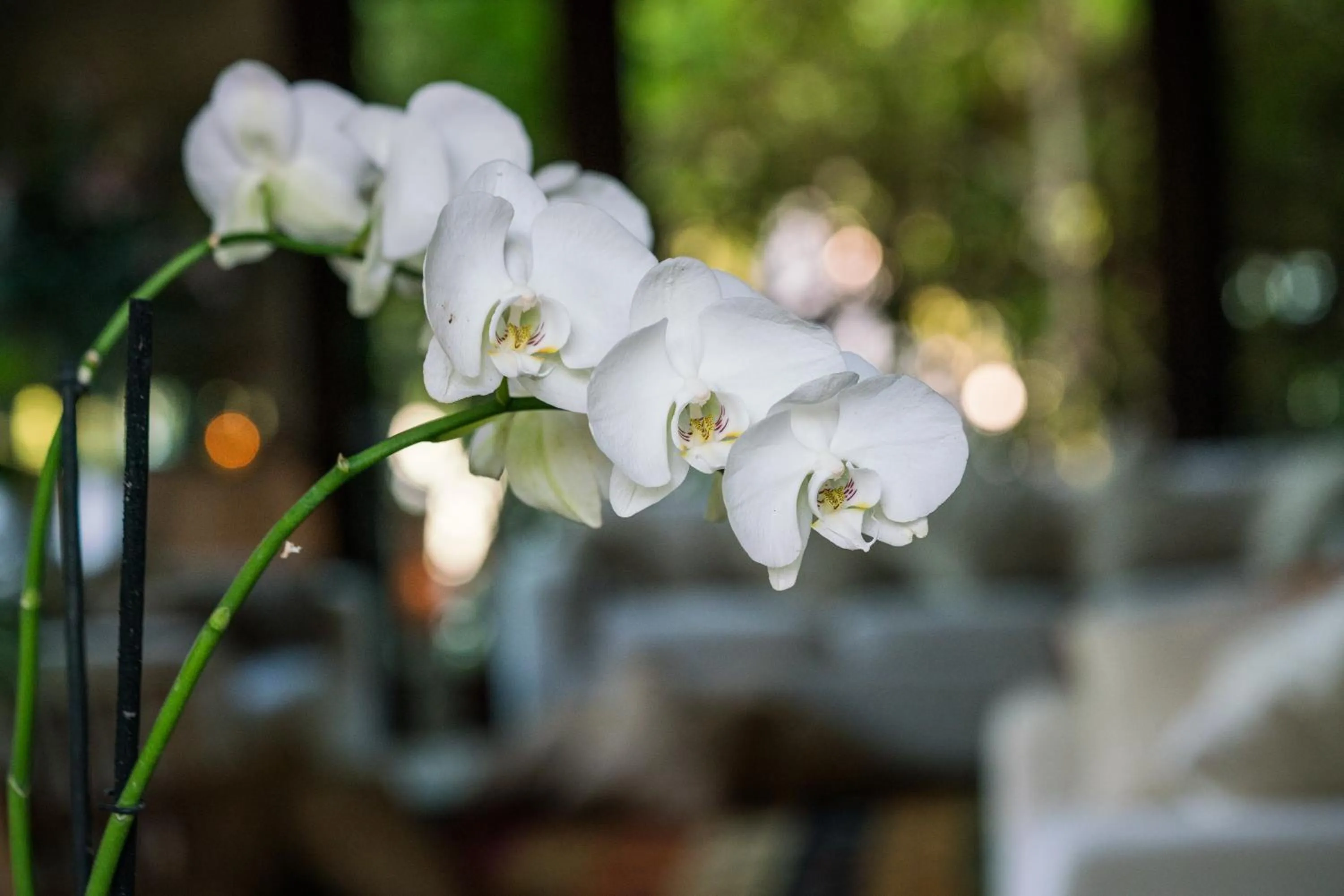 Decorative detail in Casa Maya Kaan