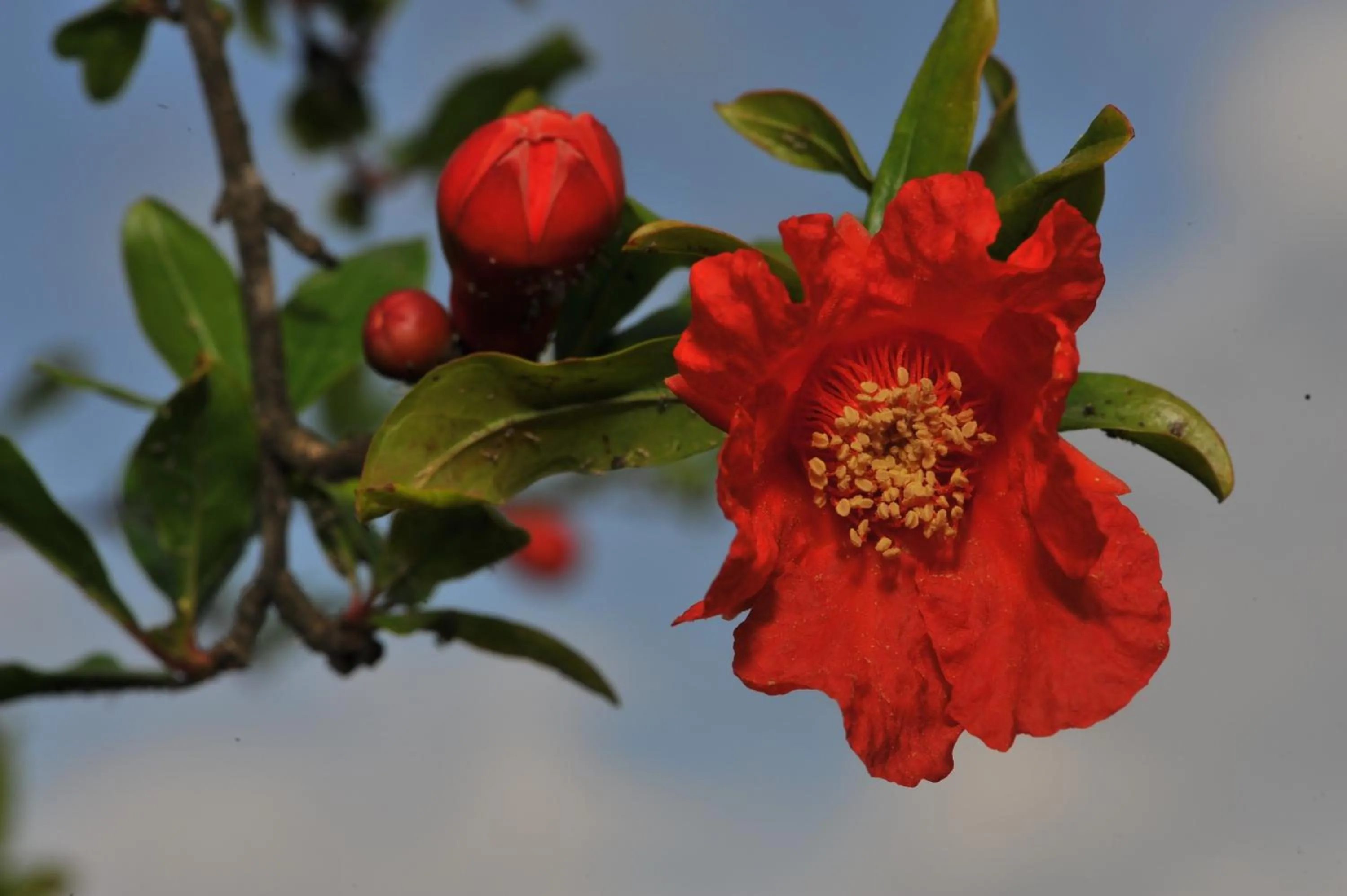 Garden in Grenadine Lodge