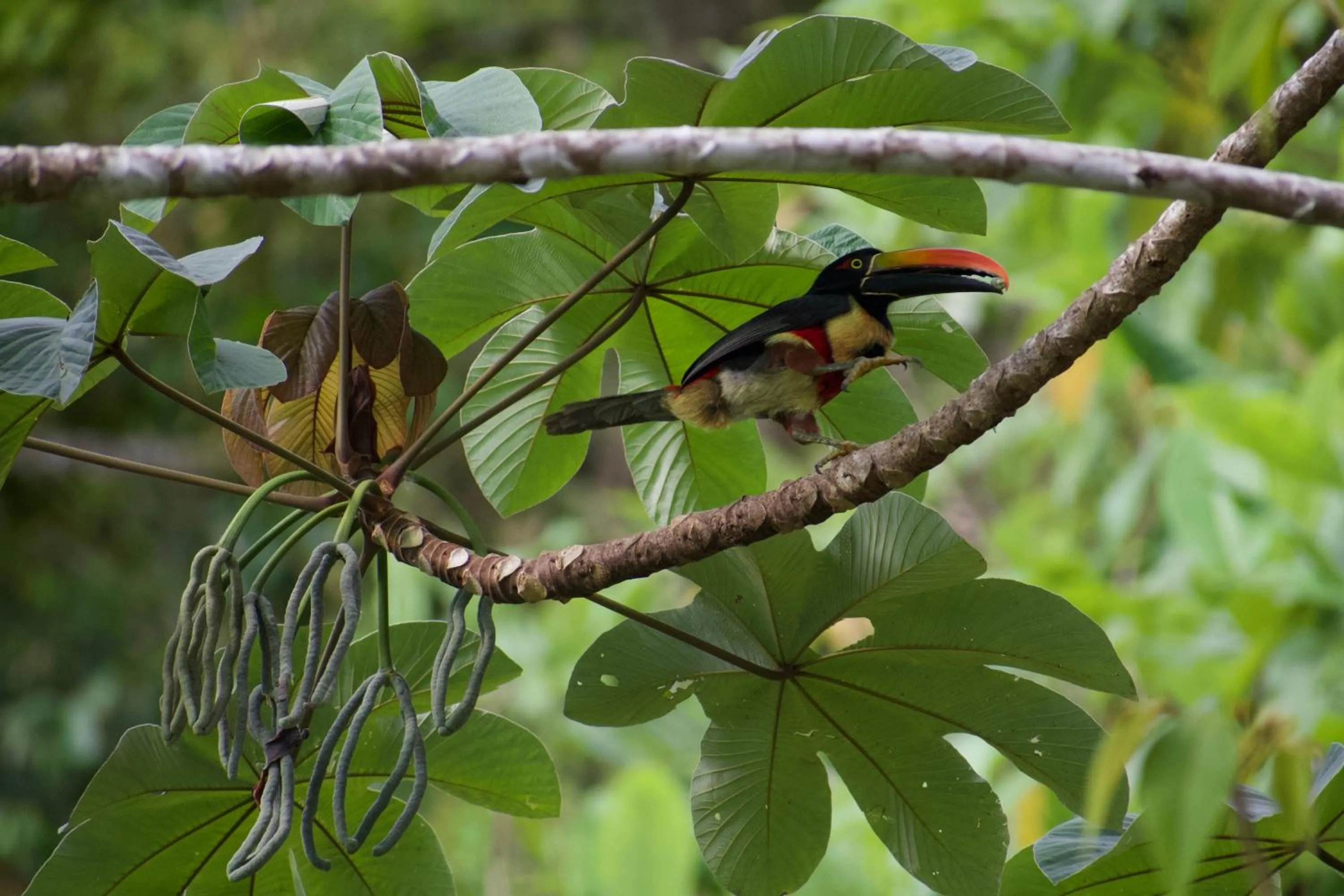Natural landscape in Rancho Pacifico - Boutique Hotel for Adults