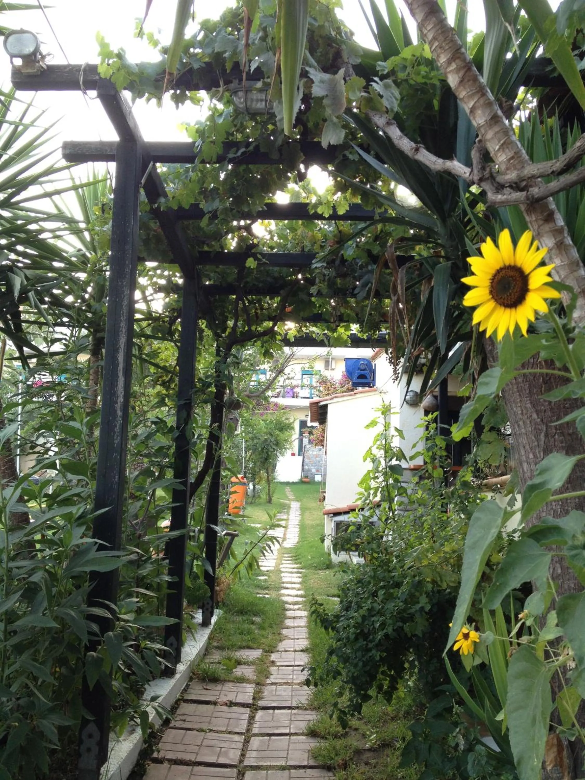 Garden in Angeliki Beach Hotel
