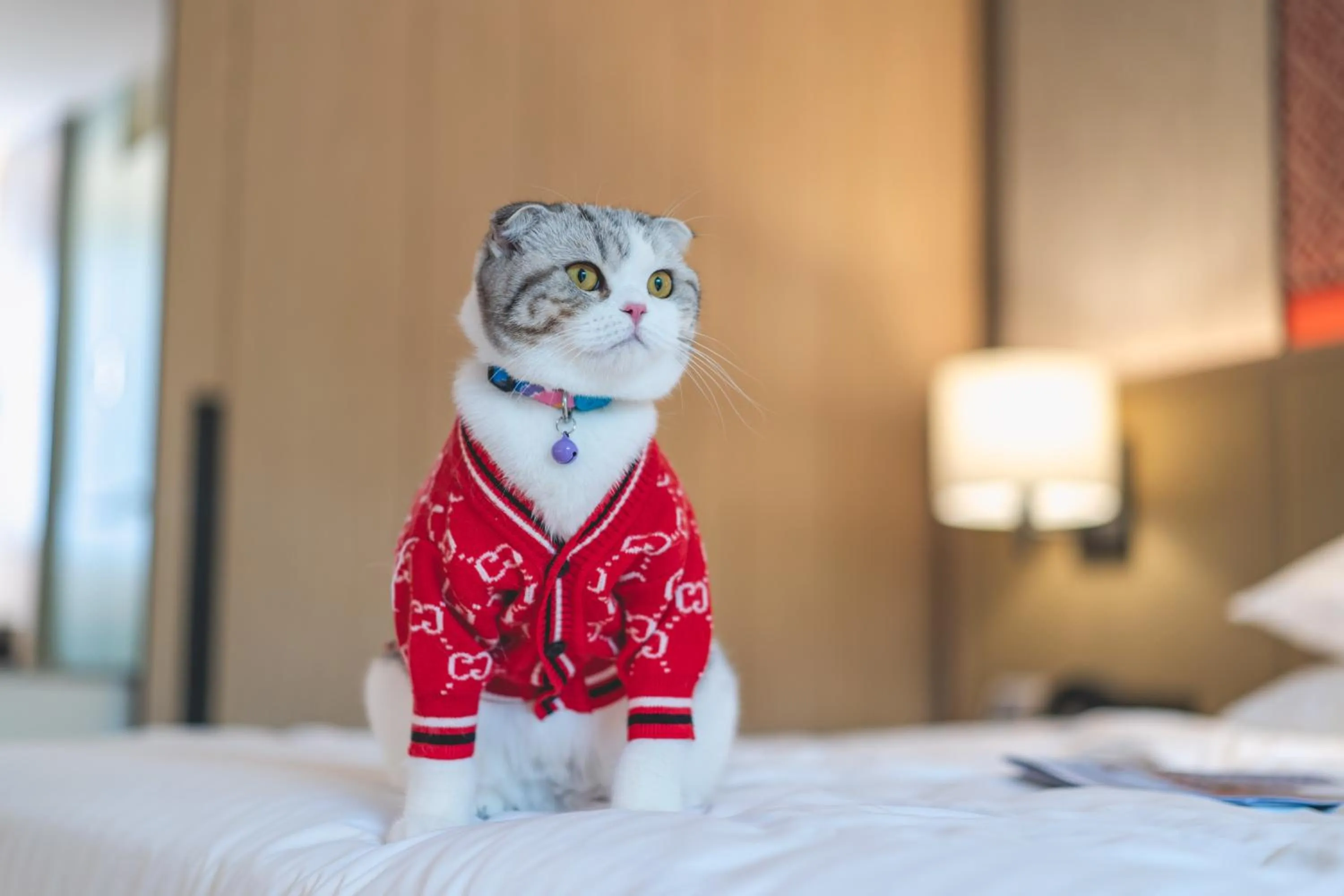 Pets in Hyatt Regency Hua Hin