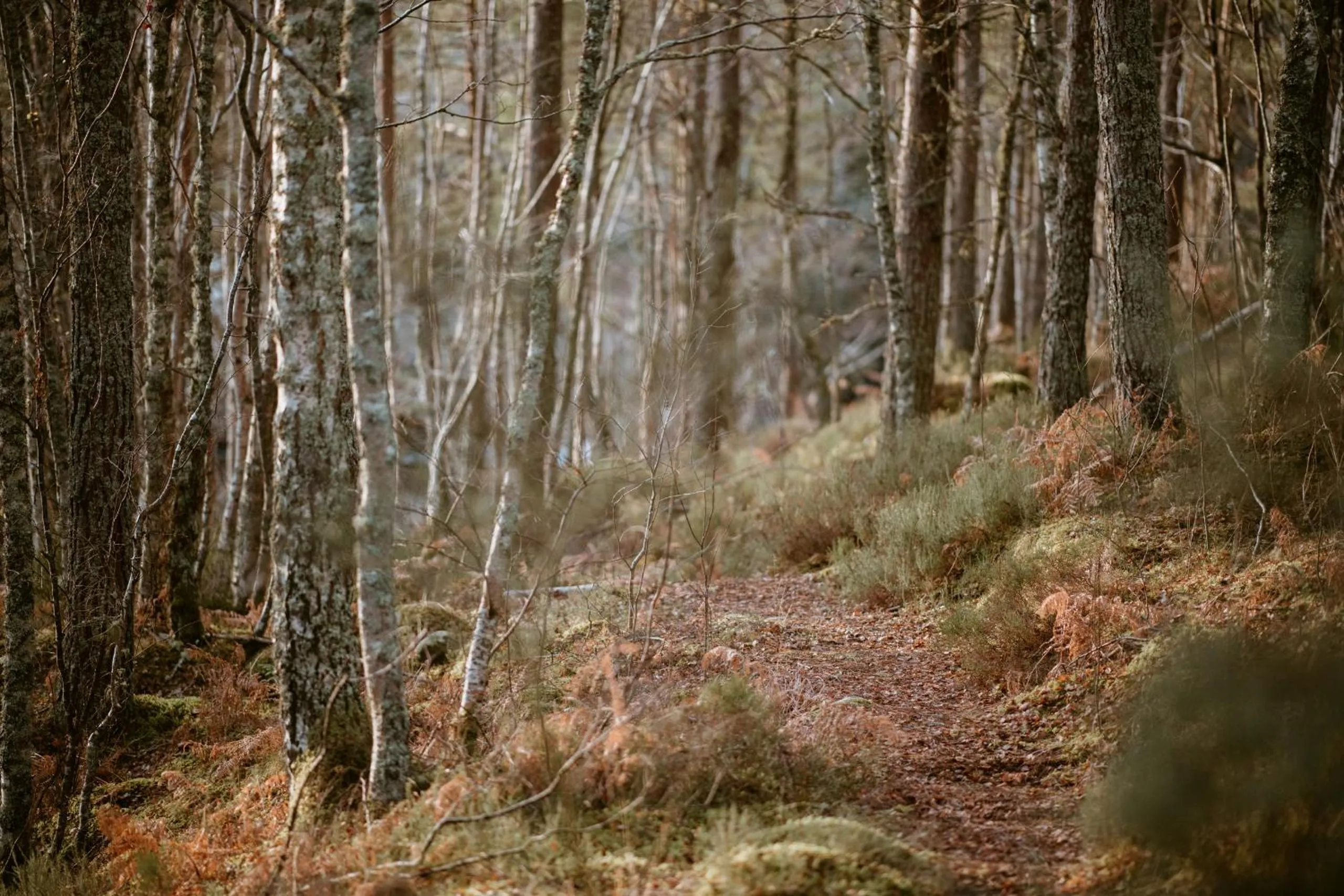 Property building in Silverbridge Lodge