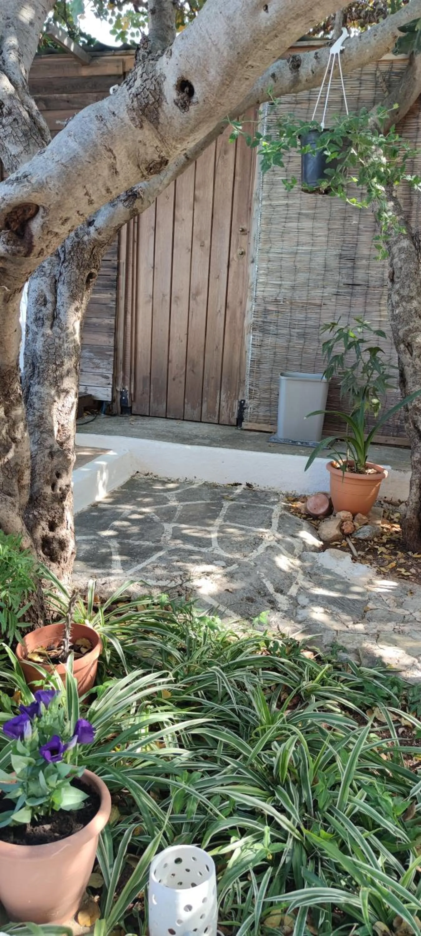 Garden in Hotel Eliza