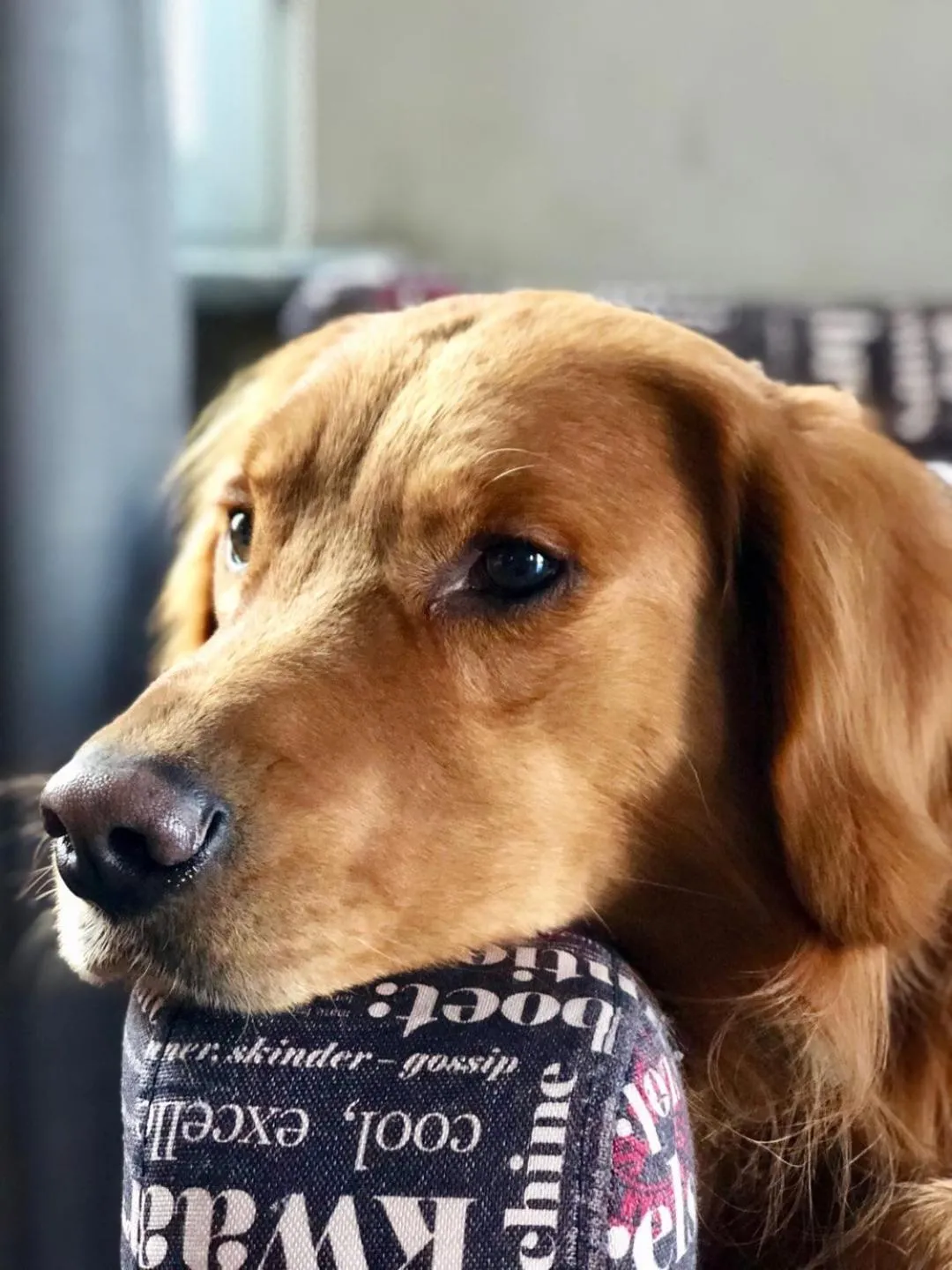 Pets in Lantern Hotel