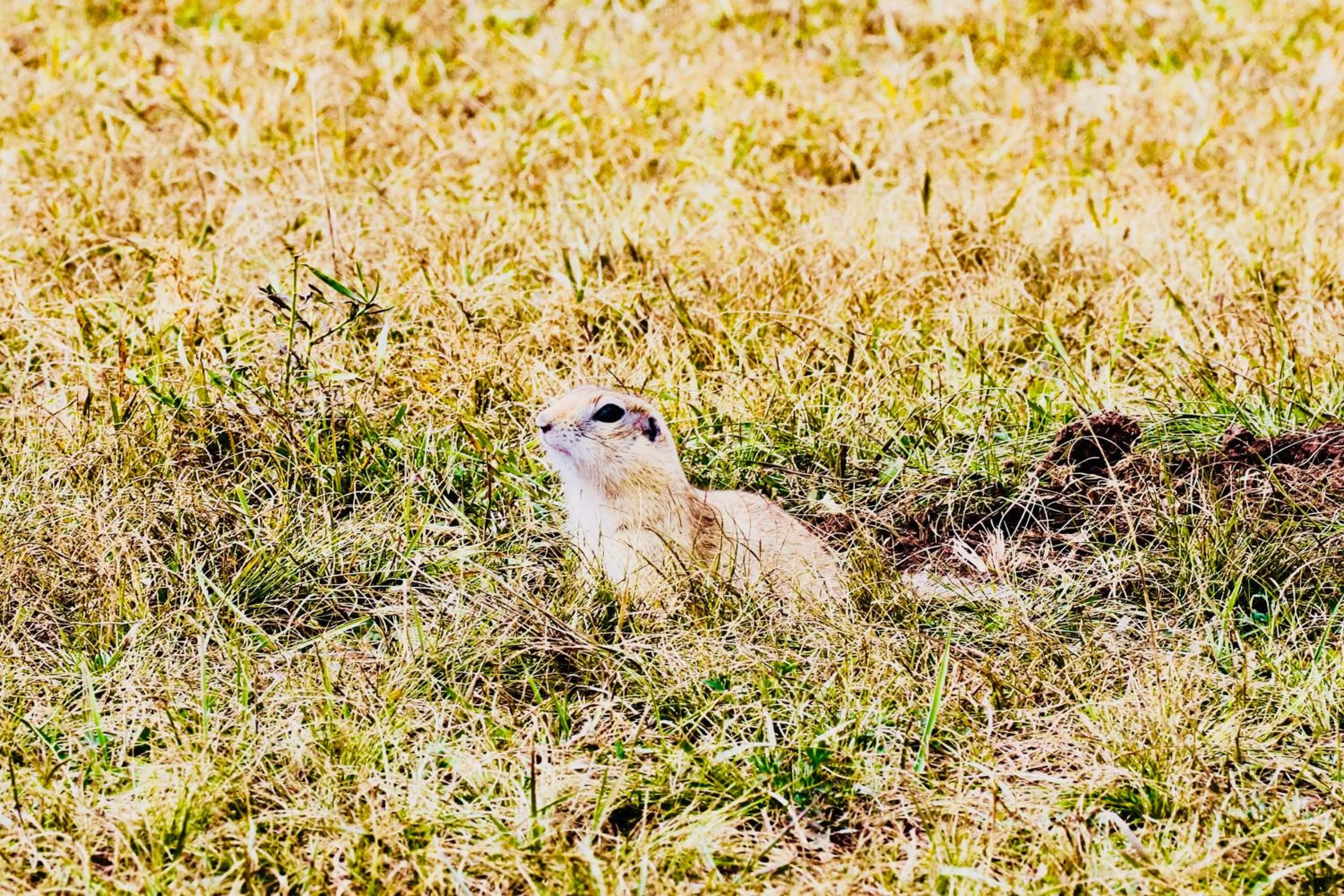 Animals in Lantern Hotel