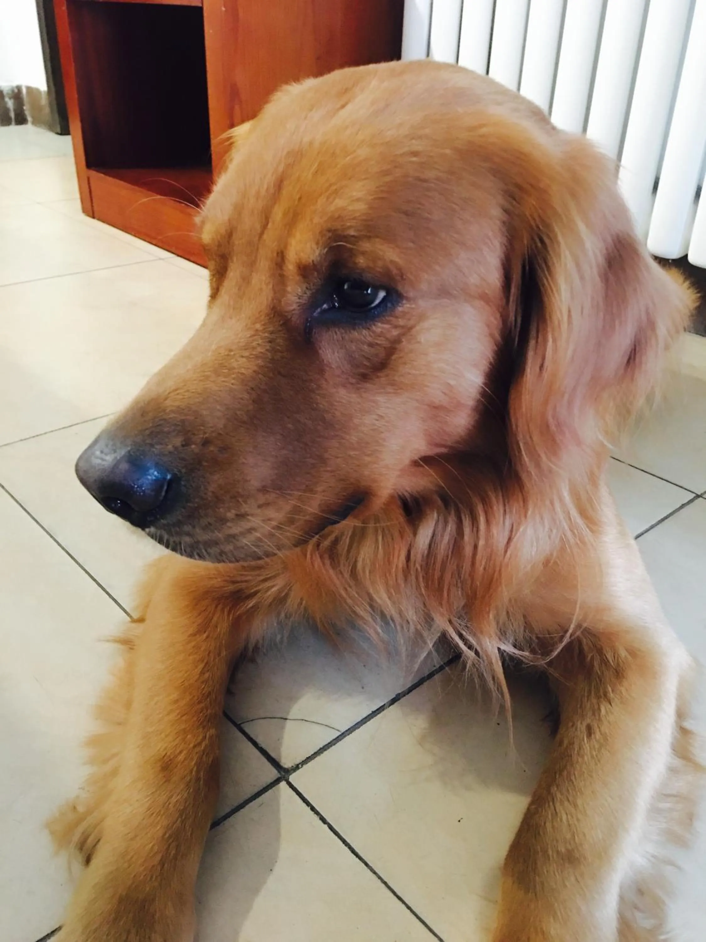 Pets in Lantern Hotel