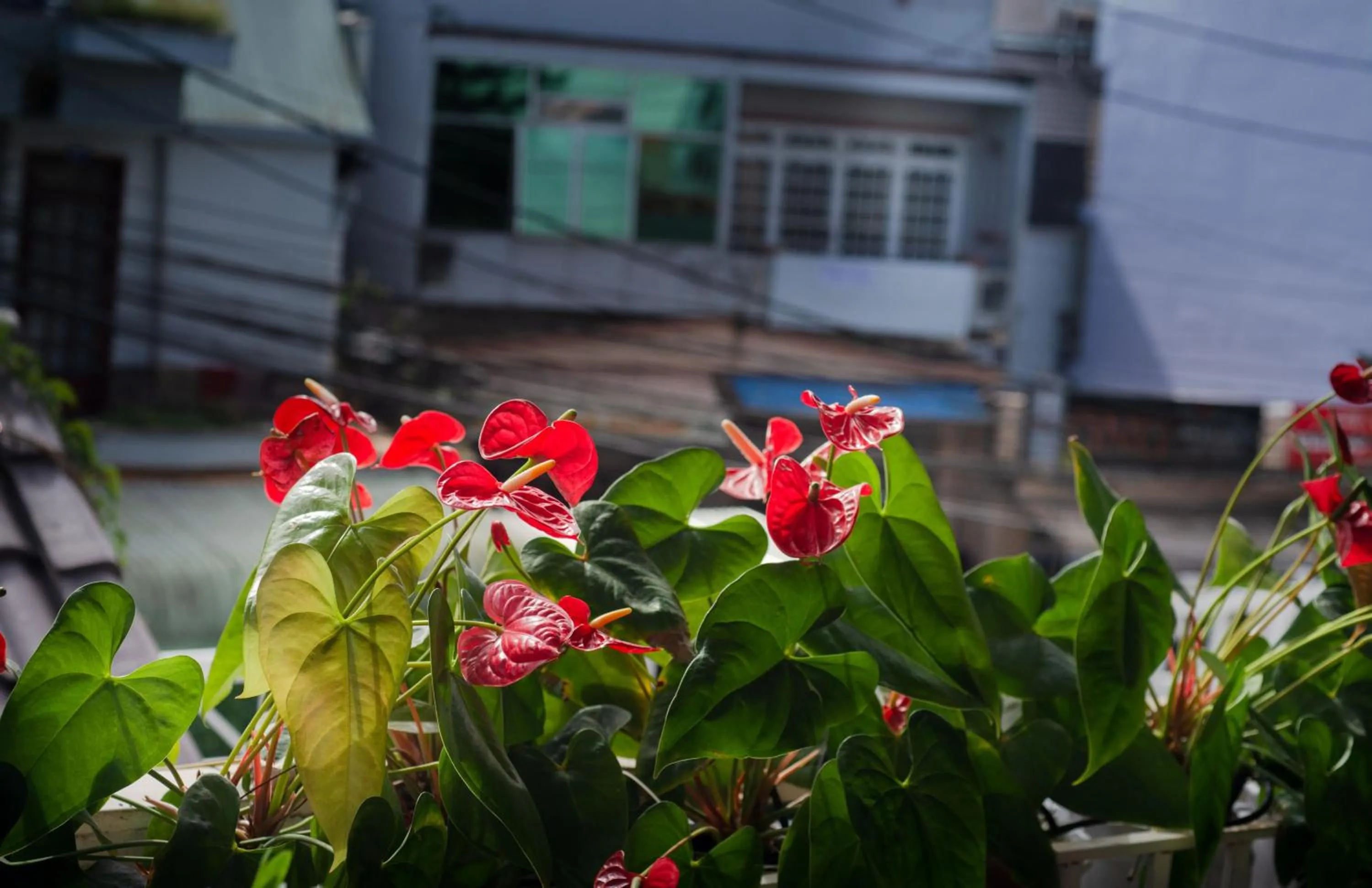 Decorative detail in Duy Vinh Hotel Dalat