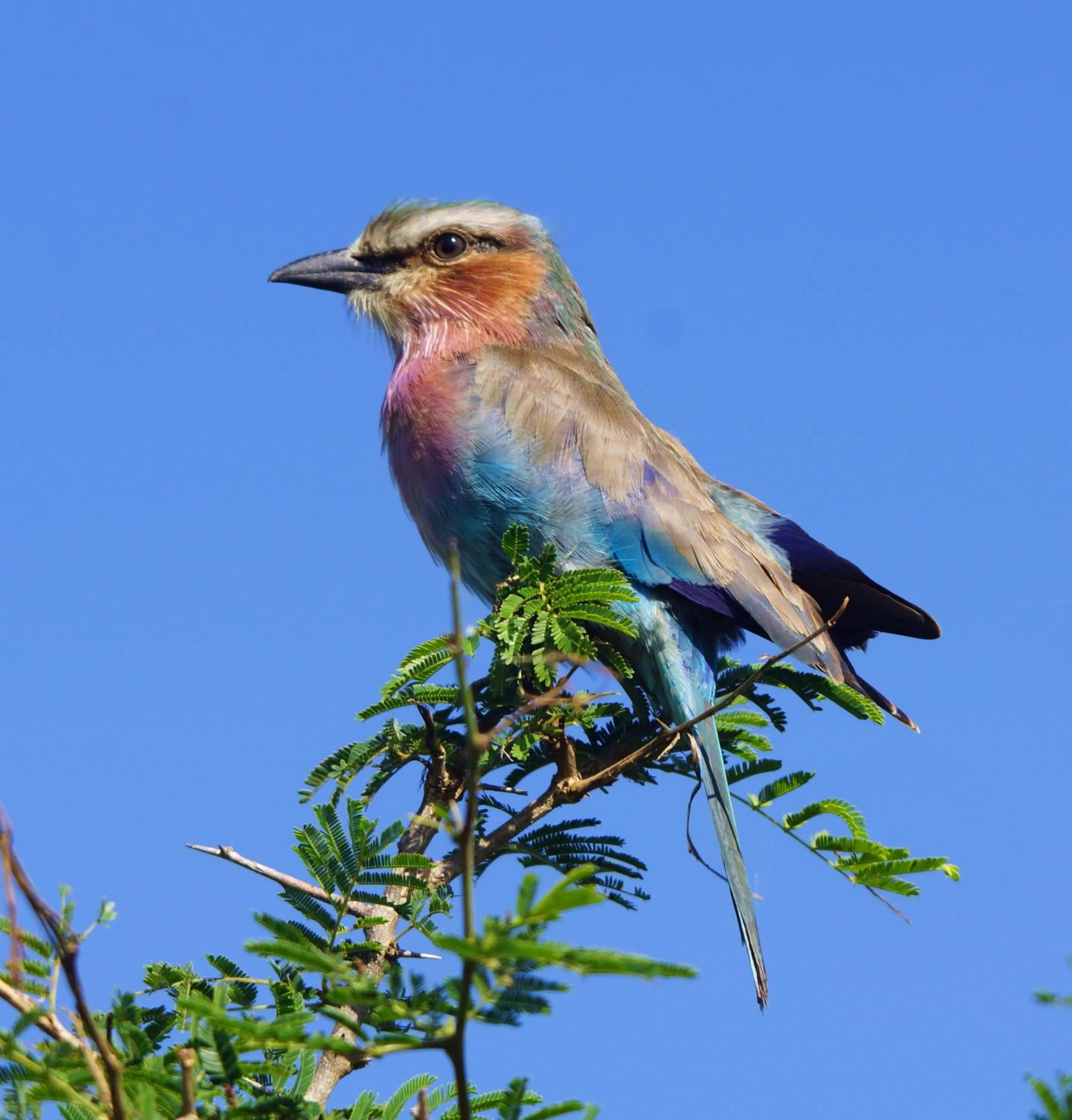 Area and facilities in Crocodile Kruger Safari Lodge