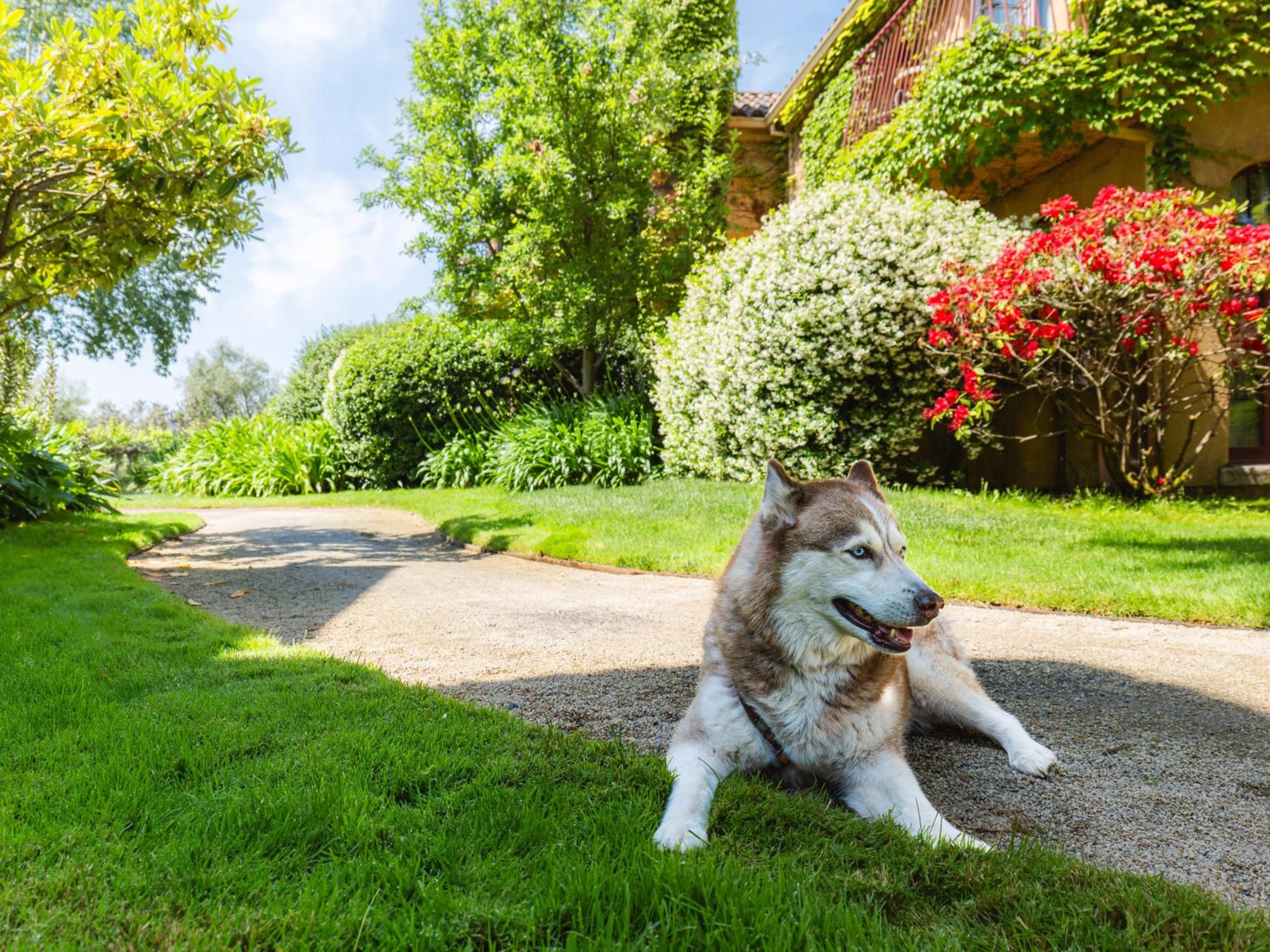 Pets in Vinarosa Resort & Spa